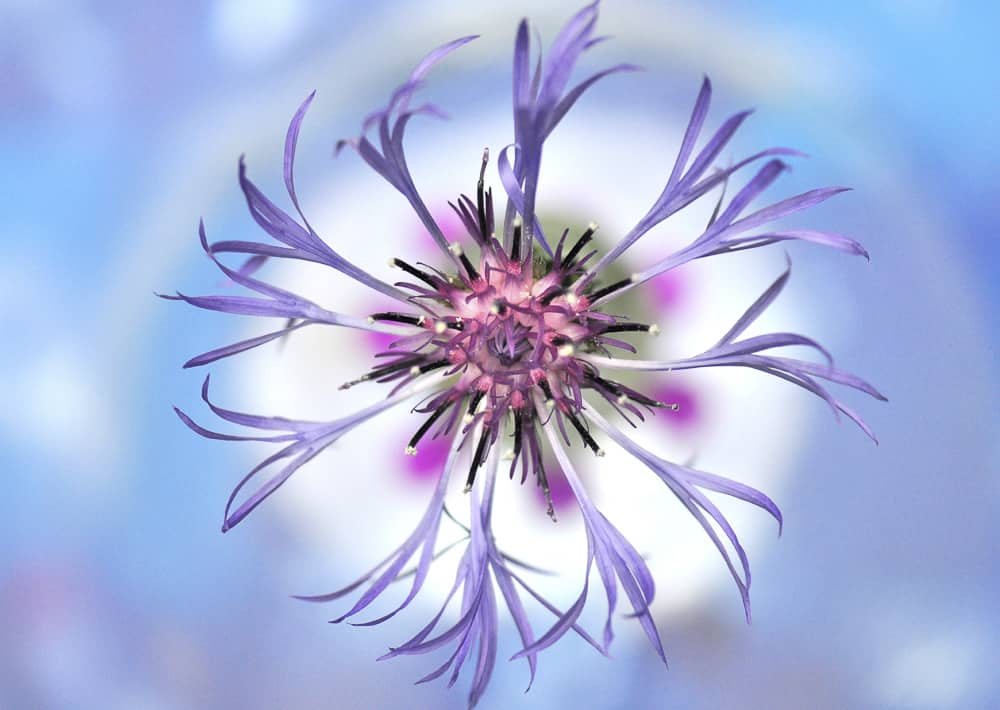 Nr. 149 Berg-Flockenblume