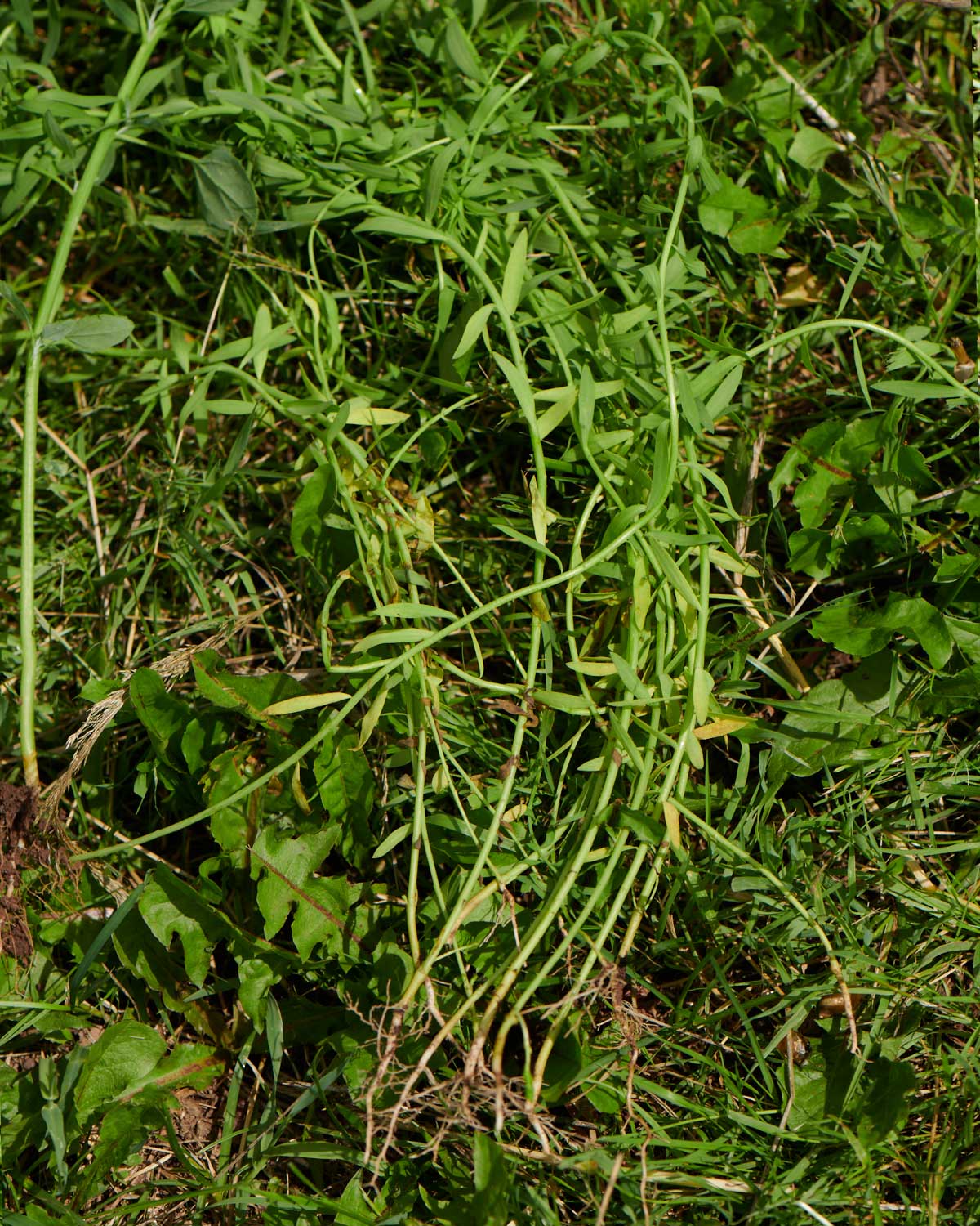 Sideways Roots / Compacted Soil
