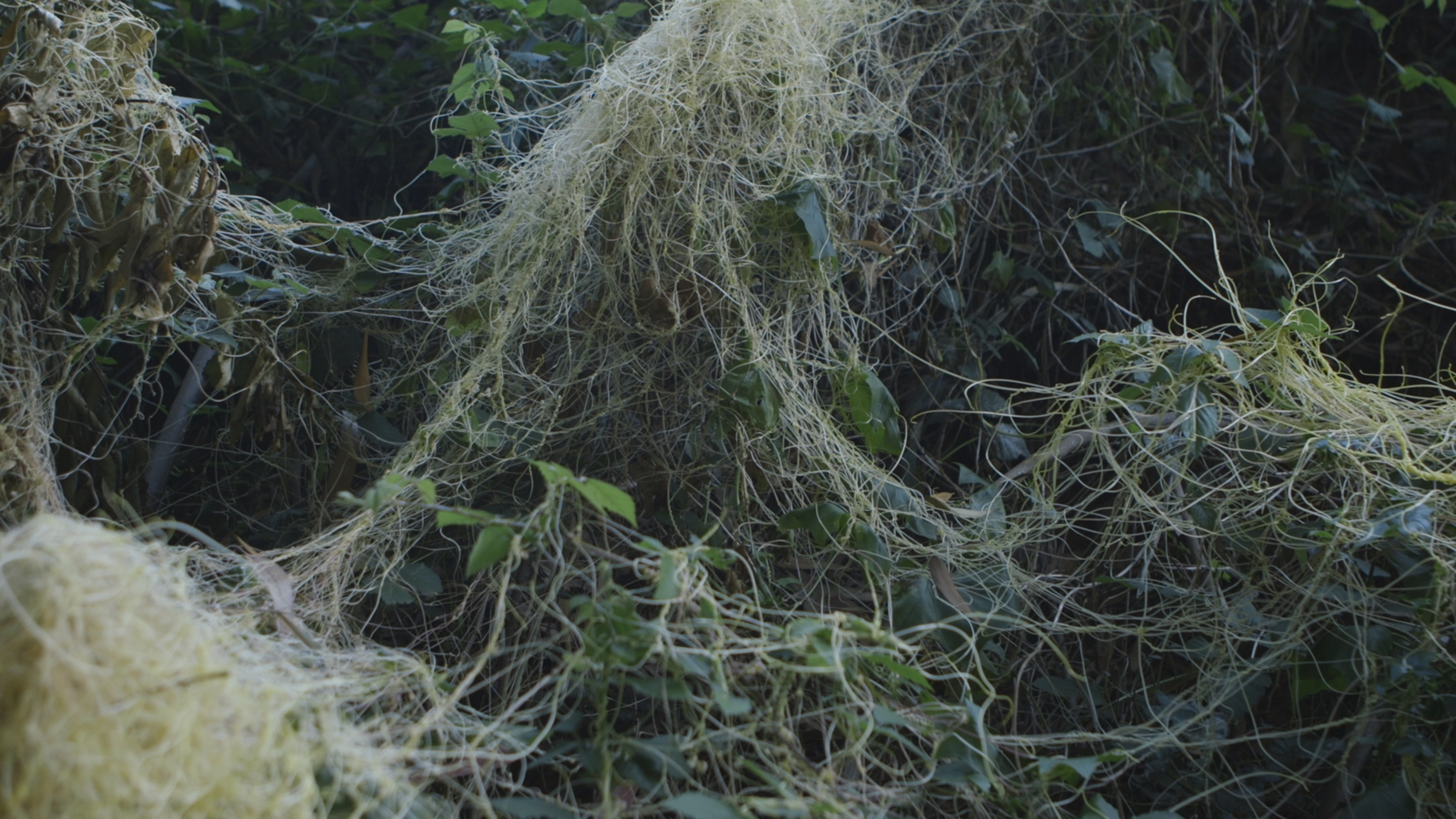 Barbara Marcel. Humo Sobre los Humedales Still.
