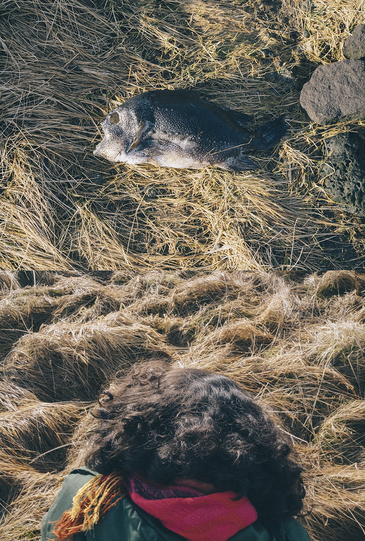 Foto de viaje Islandia pelo vegetación y pez muerto memoria melancolía