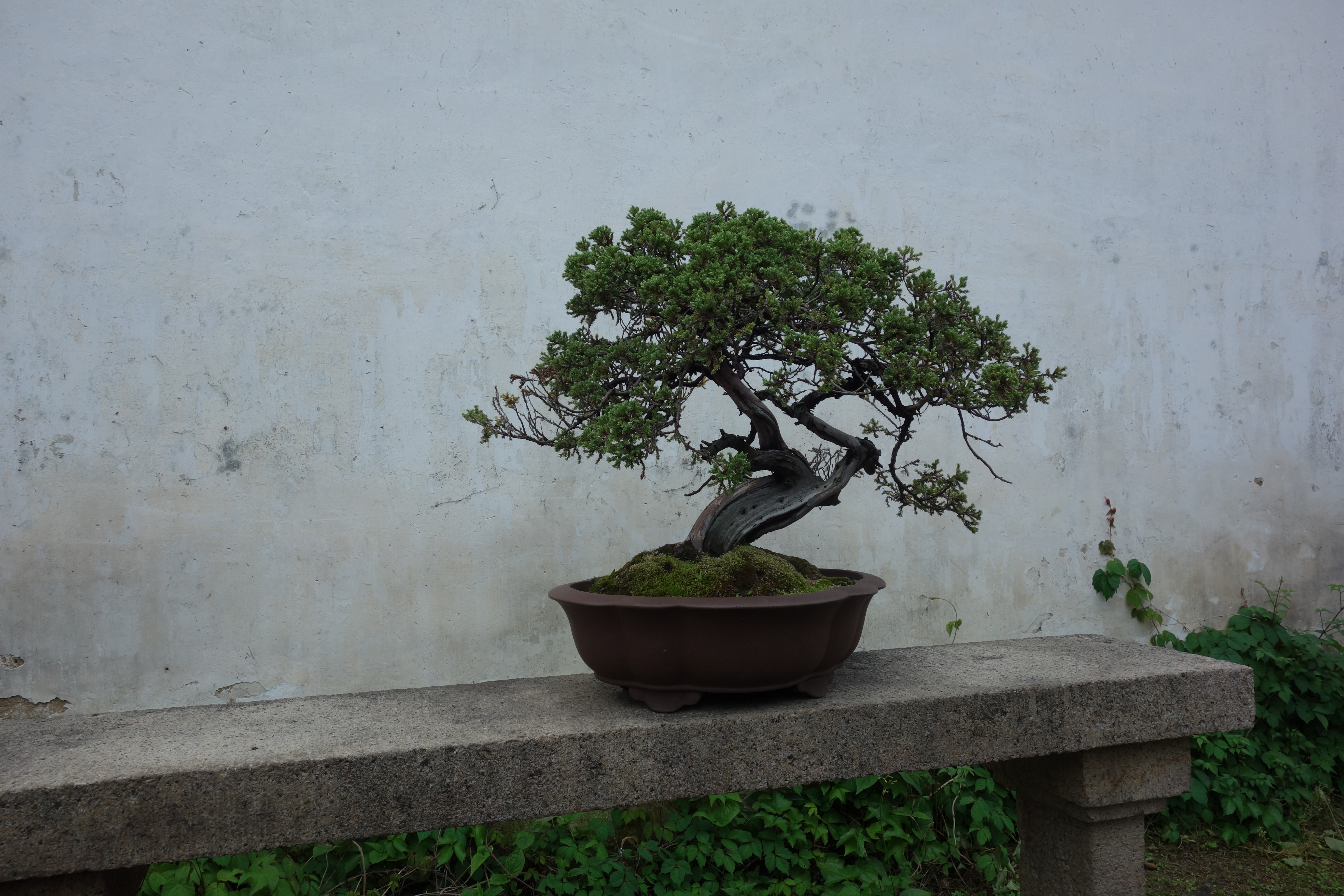 Kiefer im Garten des bescheidenen Beamten, ( The Humble Administrator's Garden), Suzhou, 2019