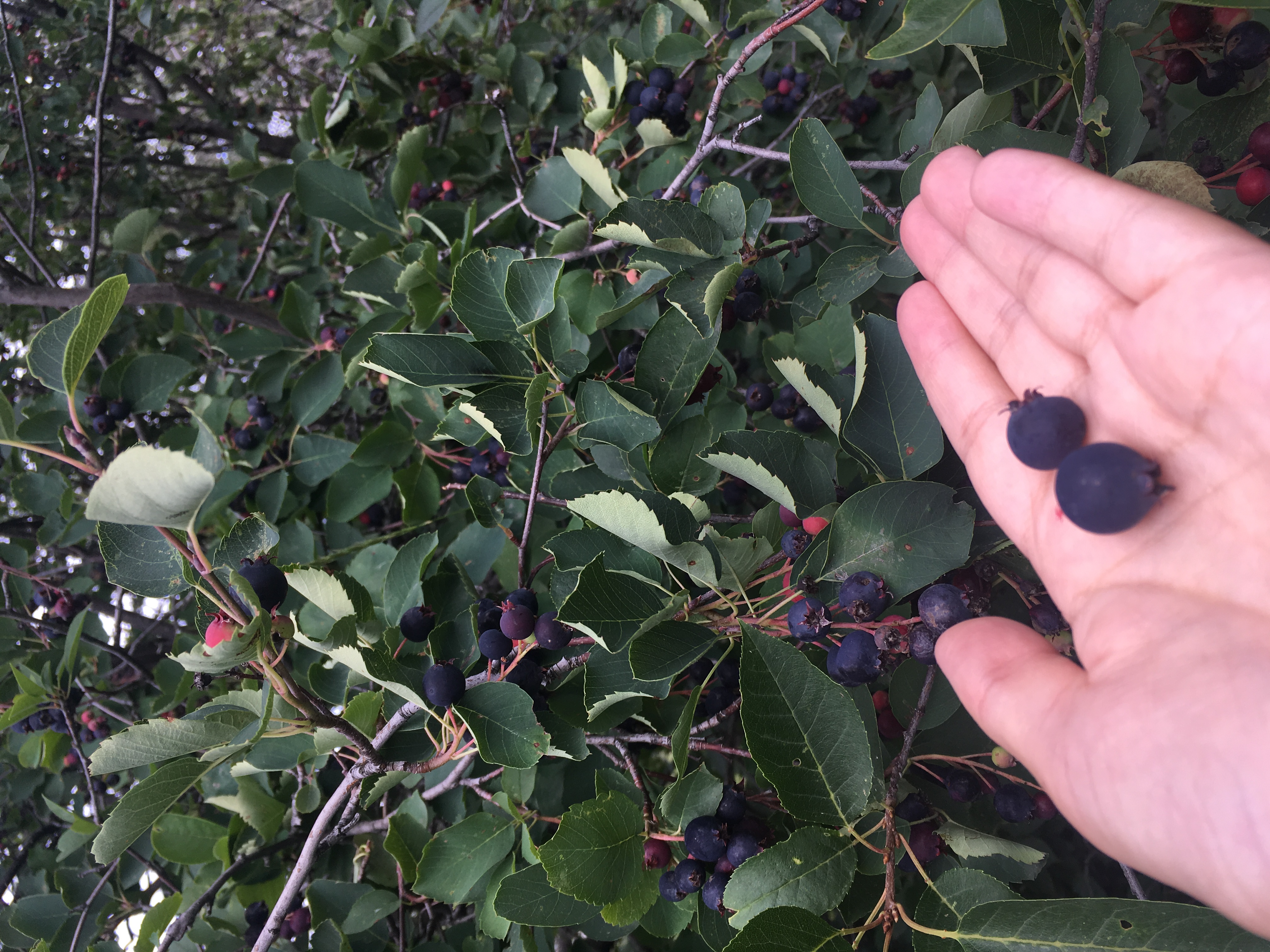 A photo of a hand holding two Saskatoon berries in it's palm. The rest of the Saskatoon berry bush is in the background.