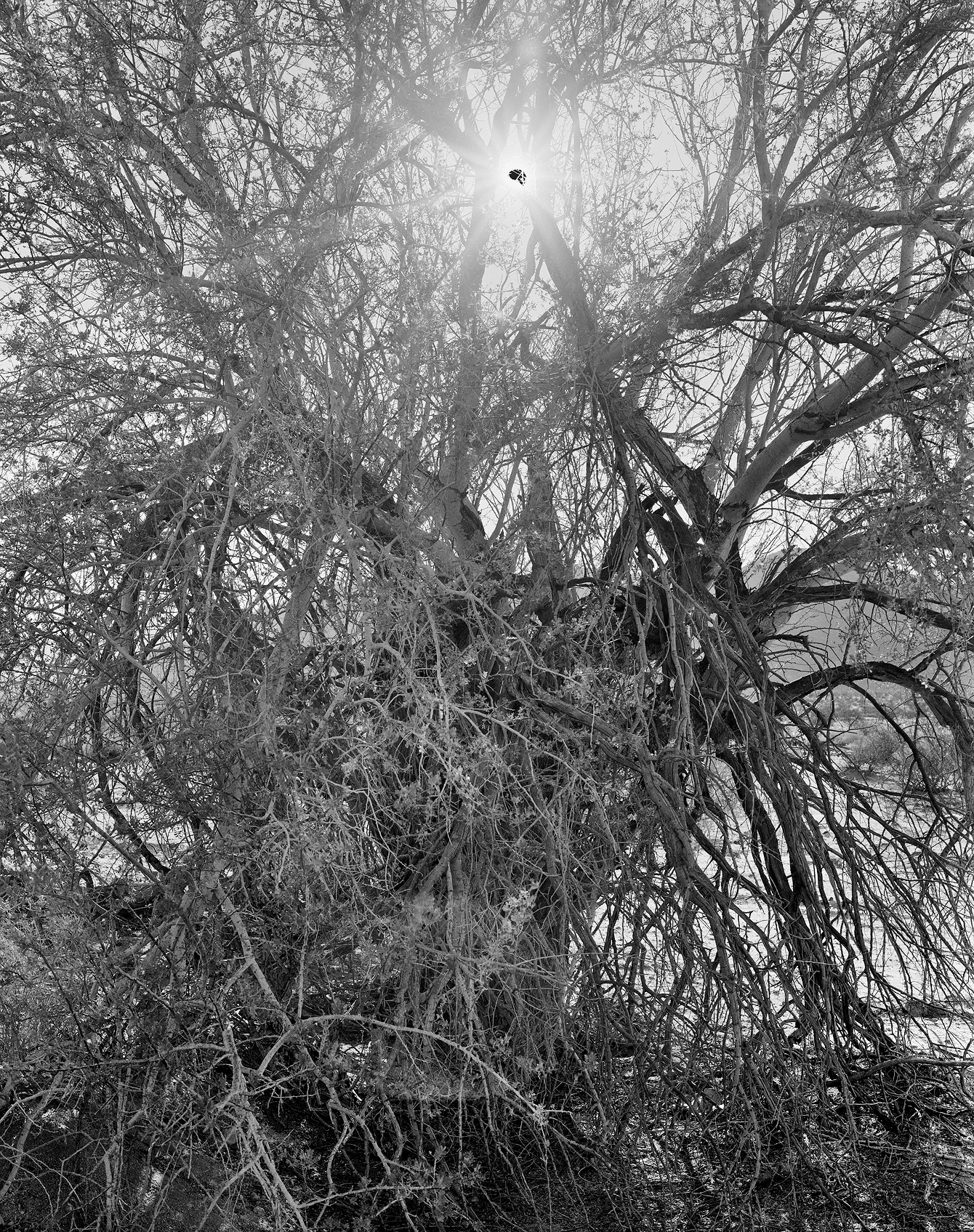 Black Sun and Crucifixion Thorn, 2018