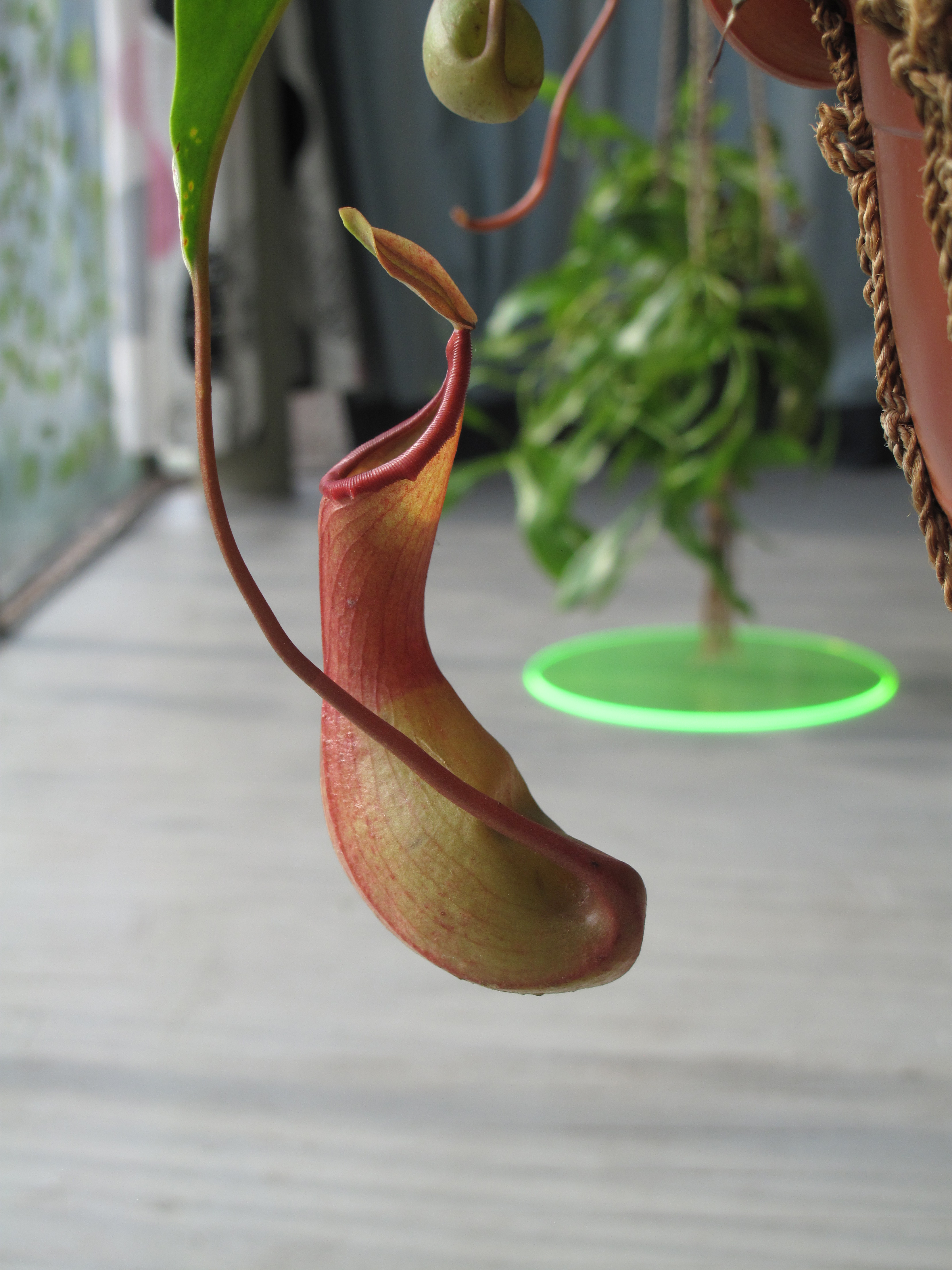   Plants & Animals exhibit (2018)