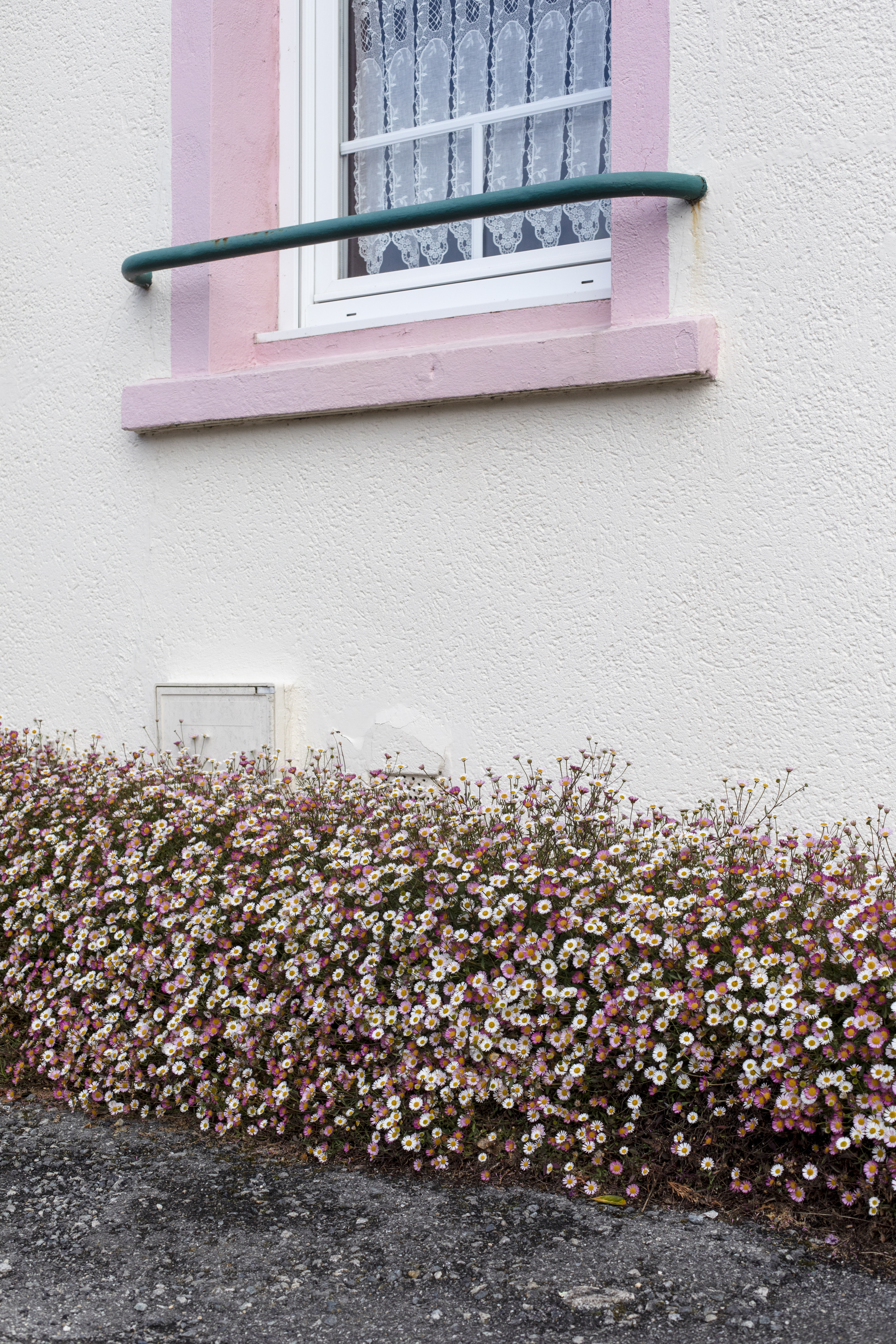 julien cregut-Lost Dogs-©juliencregut