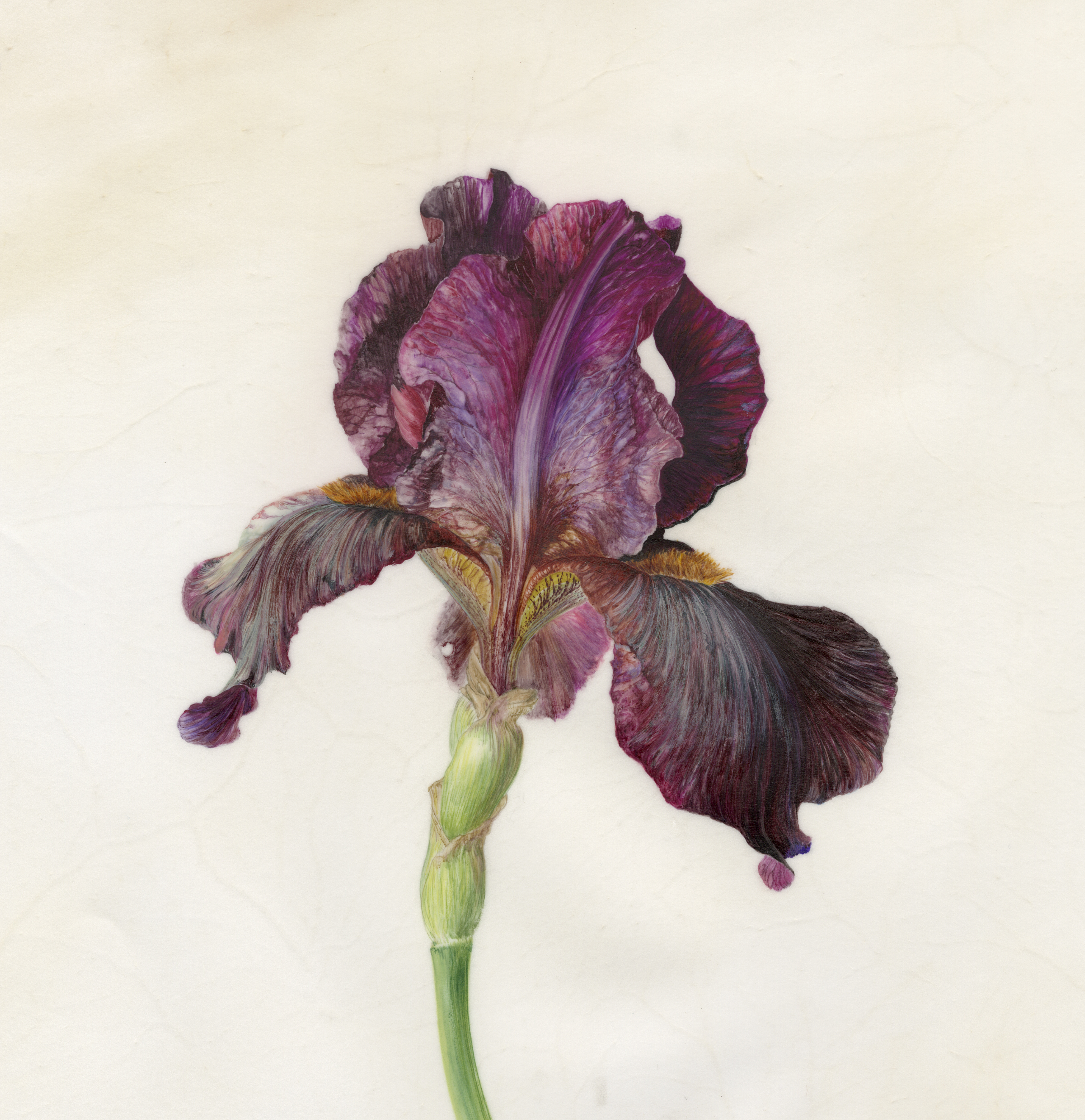 Iris Langport wren