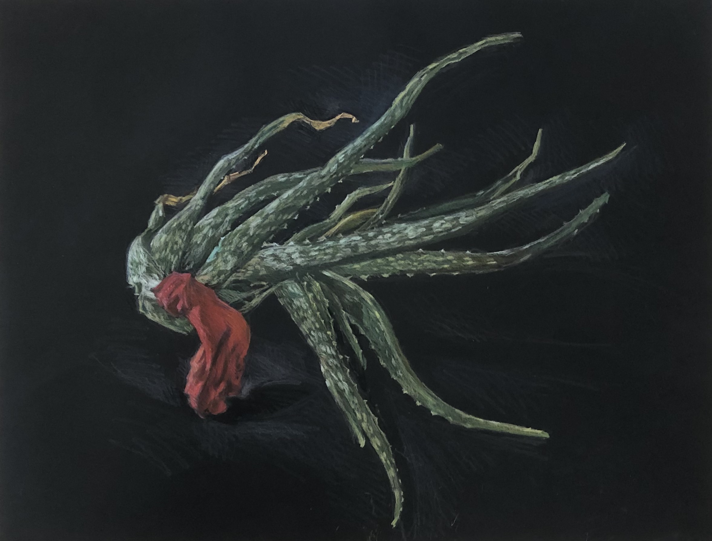 Bouture, crayon de couleur sur papier, 60x54 cm, 2023