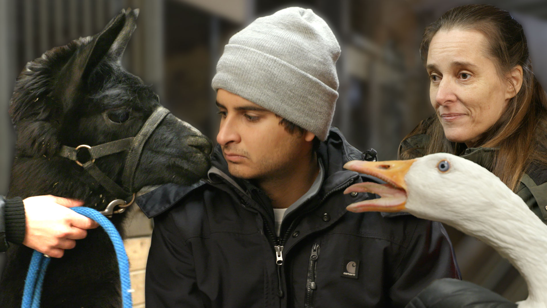 ANIMAL MEDIUM DEBATE