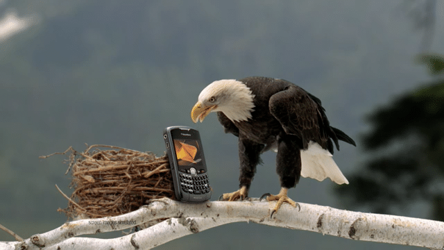 ︎︎︎ RADIOSHACK