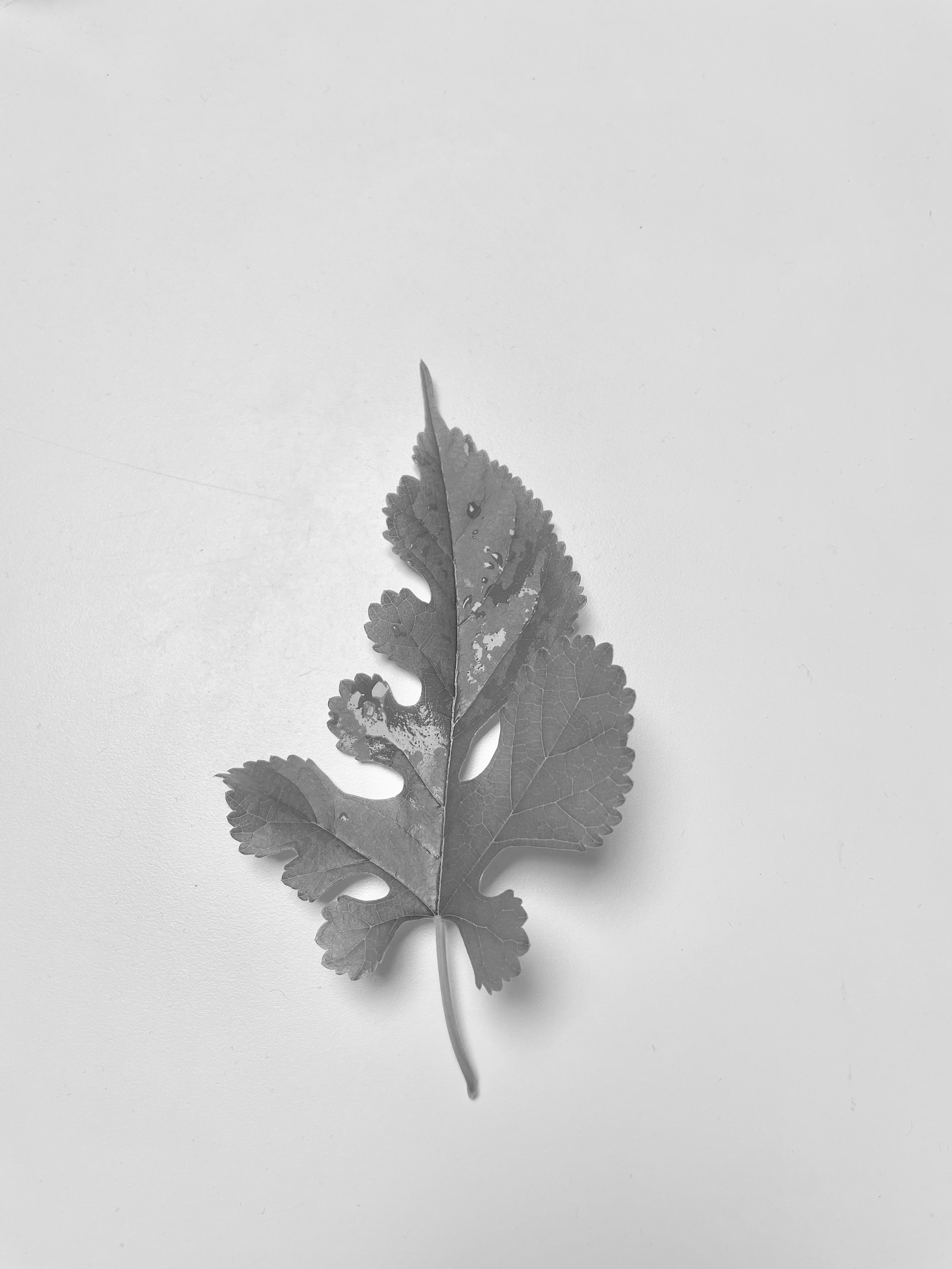 leaf