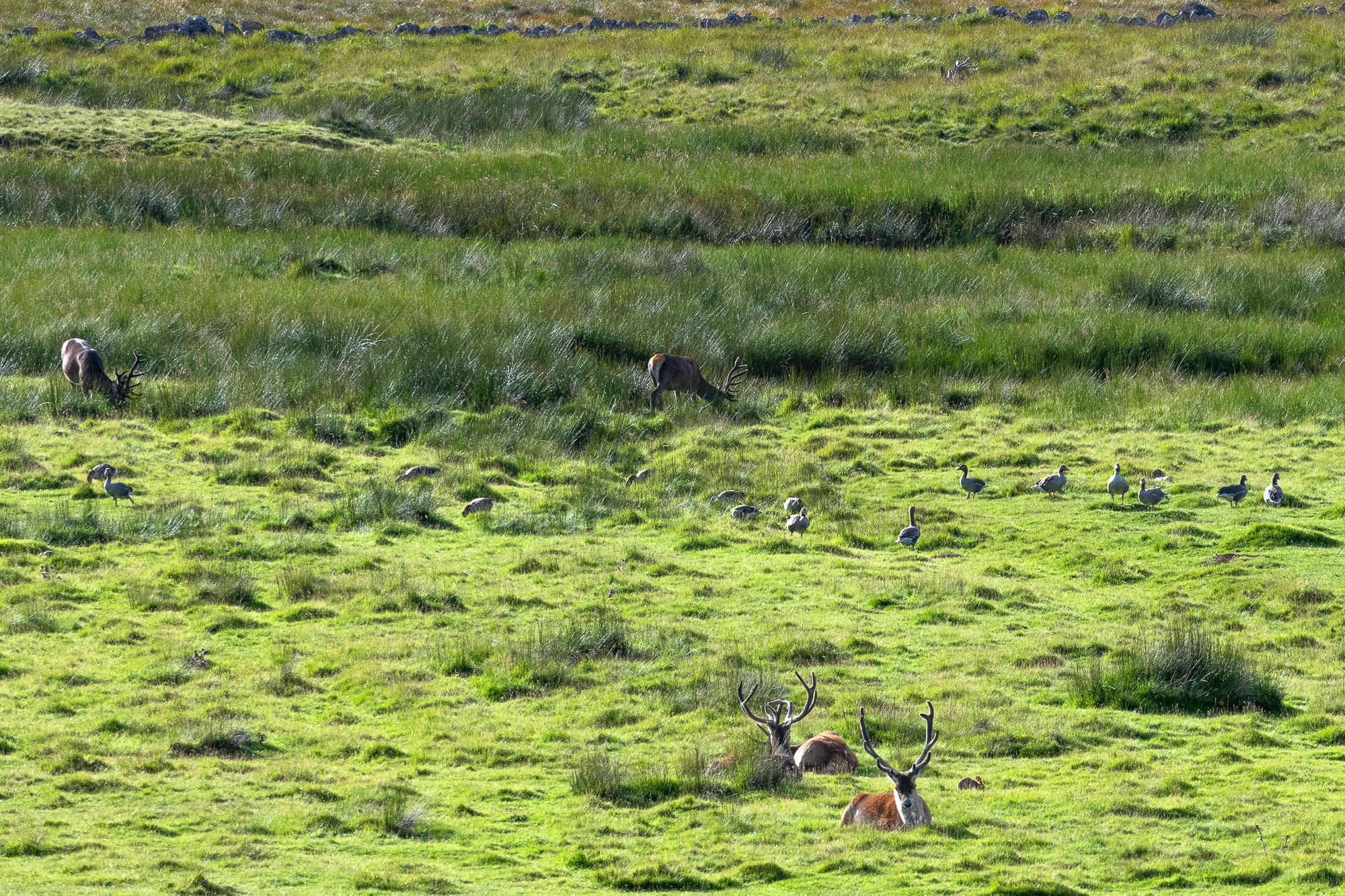 Ballater. On pourait croire que c'est une r&eacute;serve. Les cerfs, oies, lapins, canards sont tous en parfaite libert&eacute;.