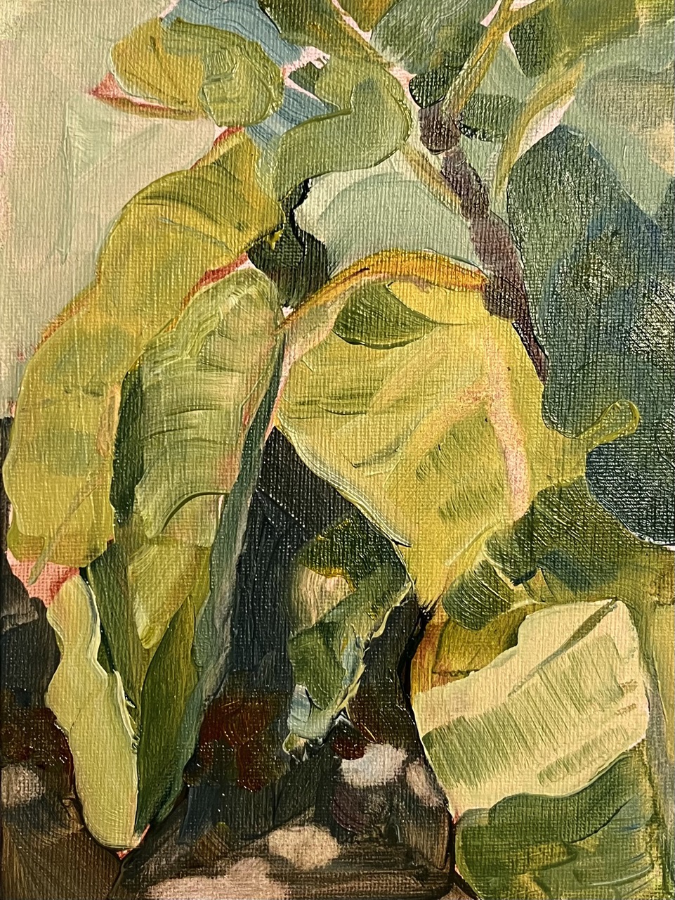 Garden Fig Tree / 8 x 10" / Oil on canvas