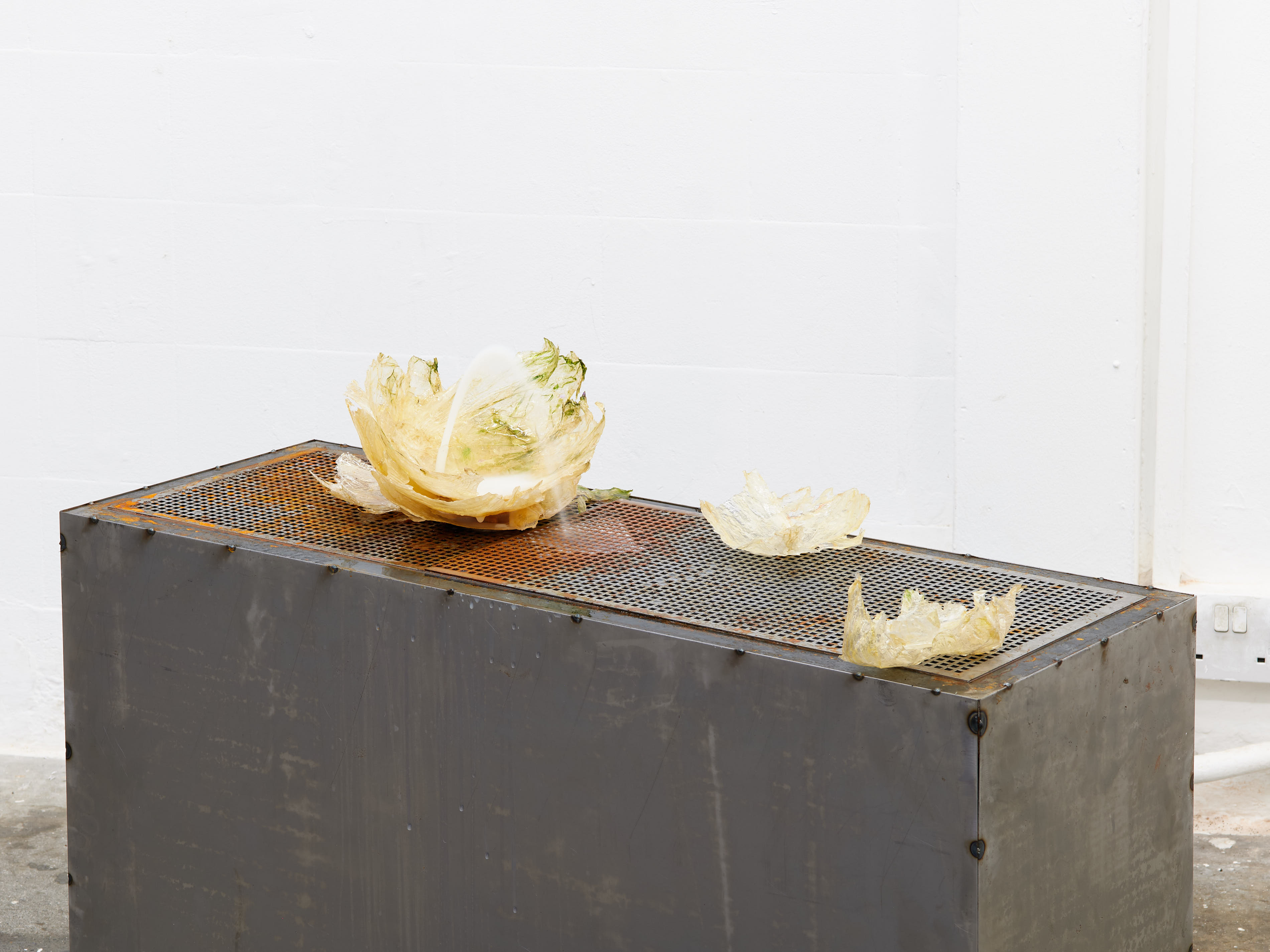 The Fountain of Youth. Jasmine Pajdak [photo credit: M8R8S Studio]