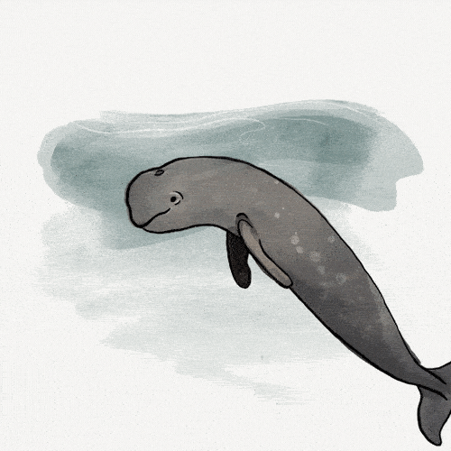 Yangtze Finless Porpoise, Neophocaena asiaeorientalis