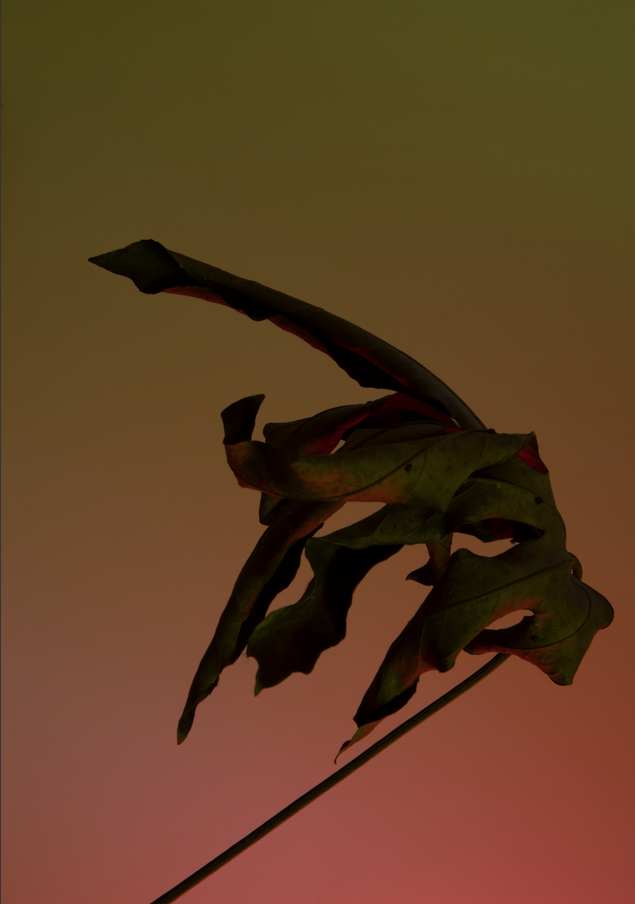 PHOTOGRAPHY BY RAF STUDIO FOR HERMES