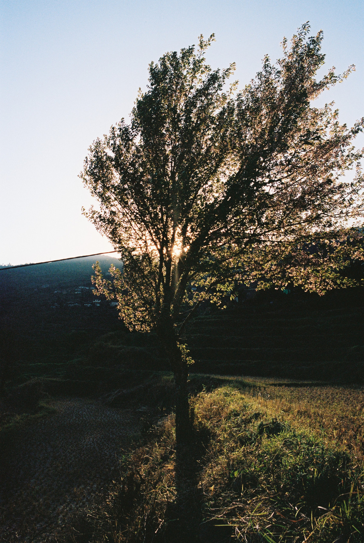 Trees!