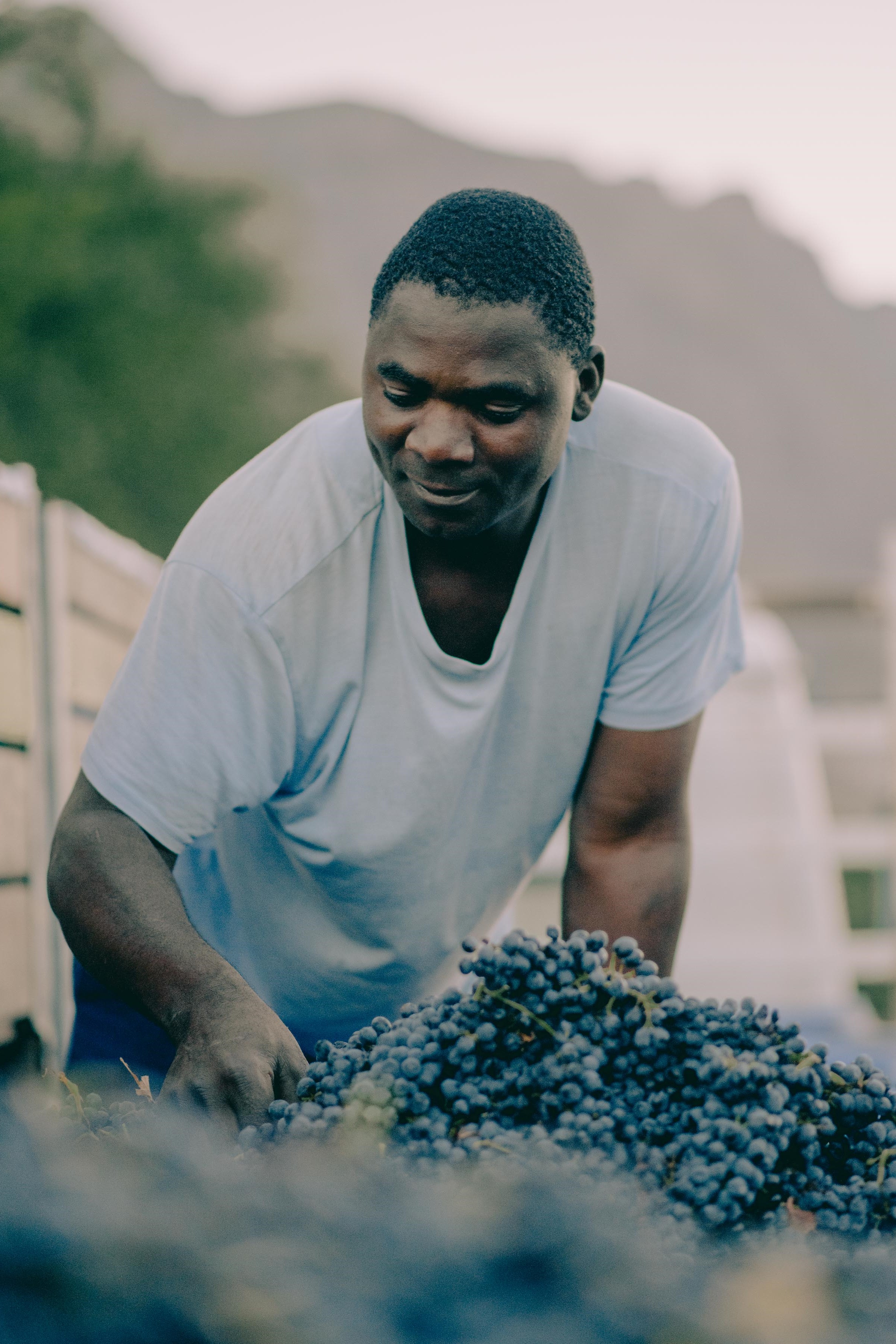 Stanley - Syrah and White Blends