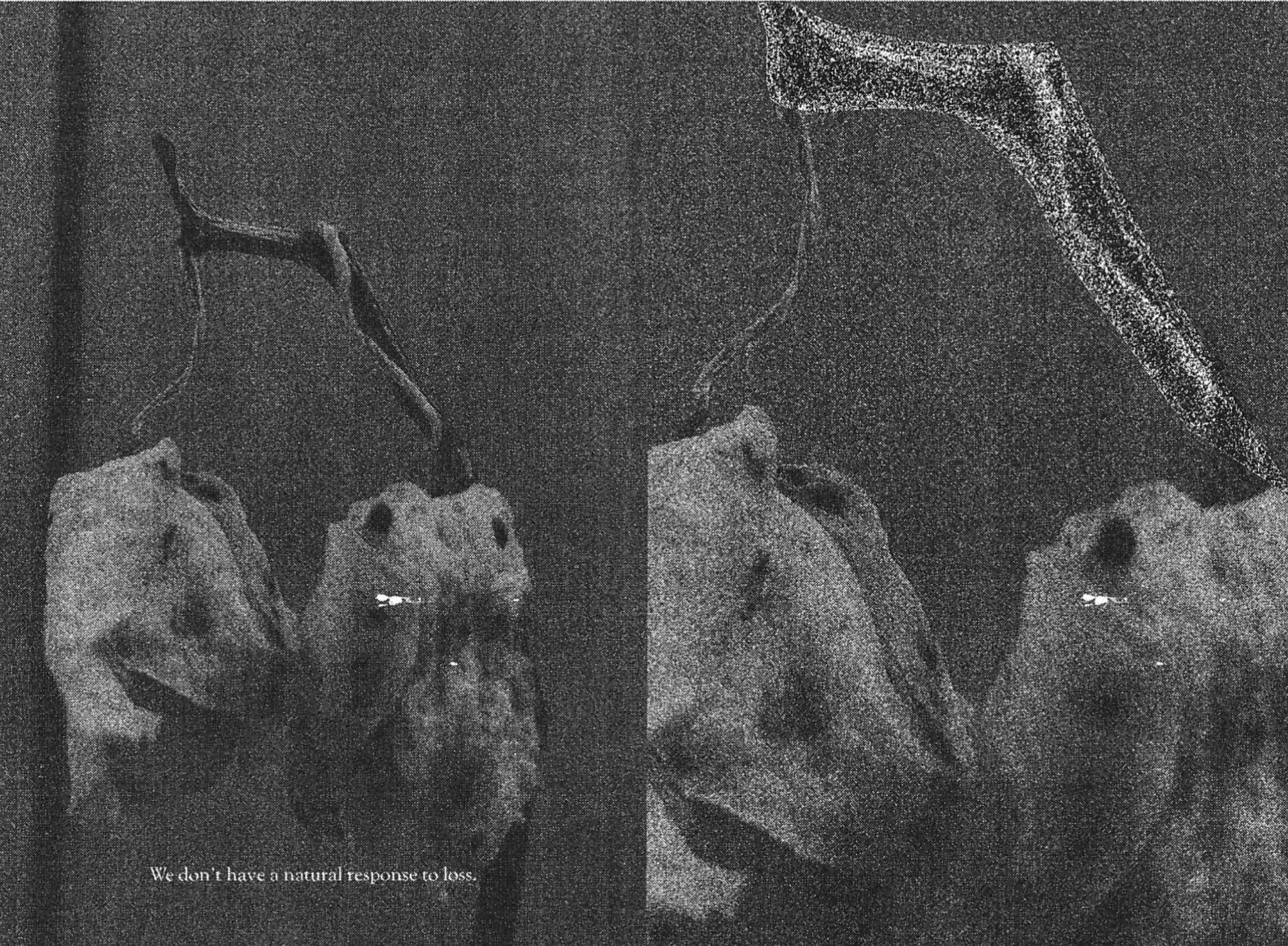 RUDERAL SPECIES — Makena Janssen