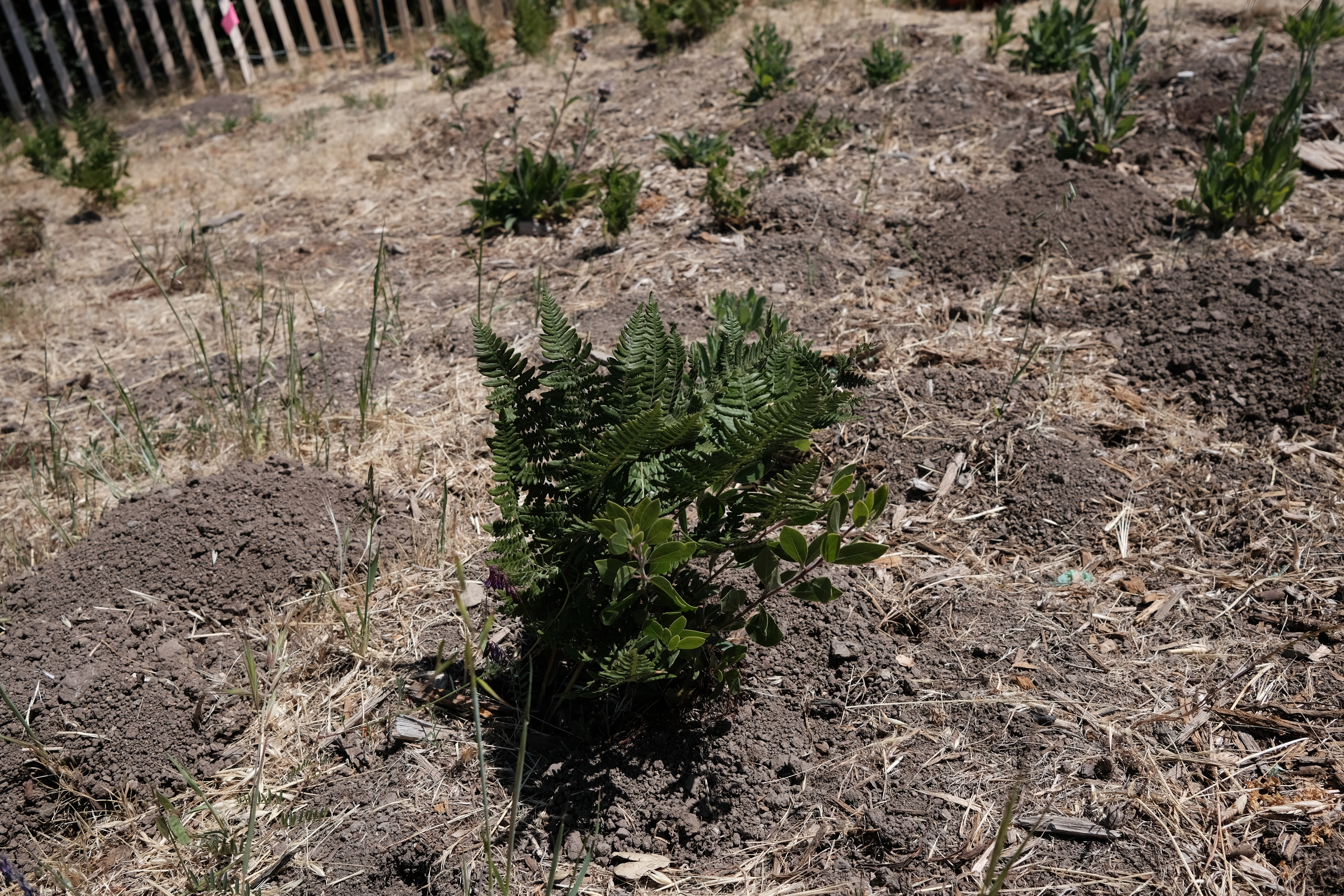 Baby Manzanita protected by Bracken Fern - both thriving
