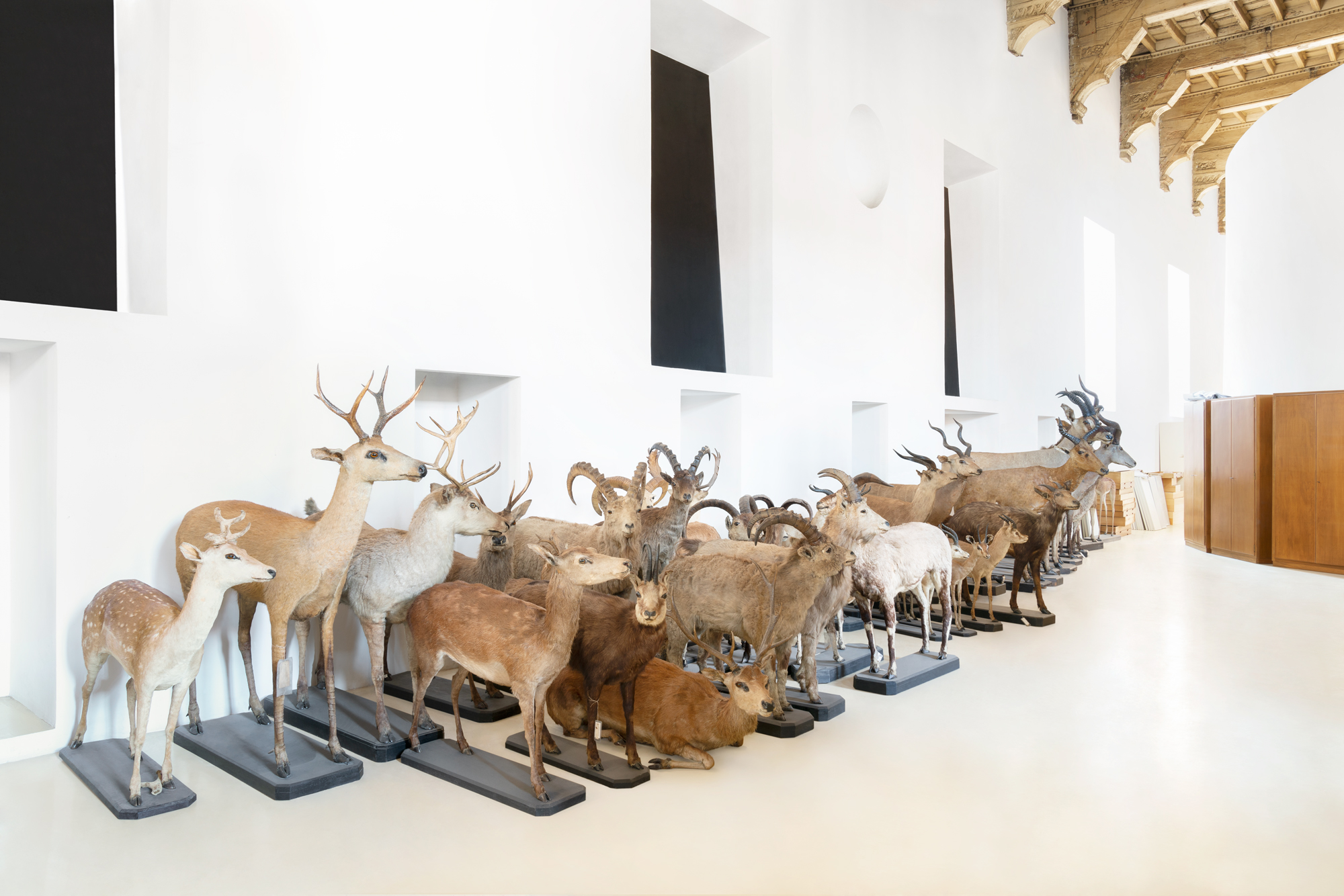 Paolo Riolzi, Museo Regionale di Scienze Naturali, Torino 2022.