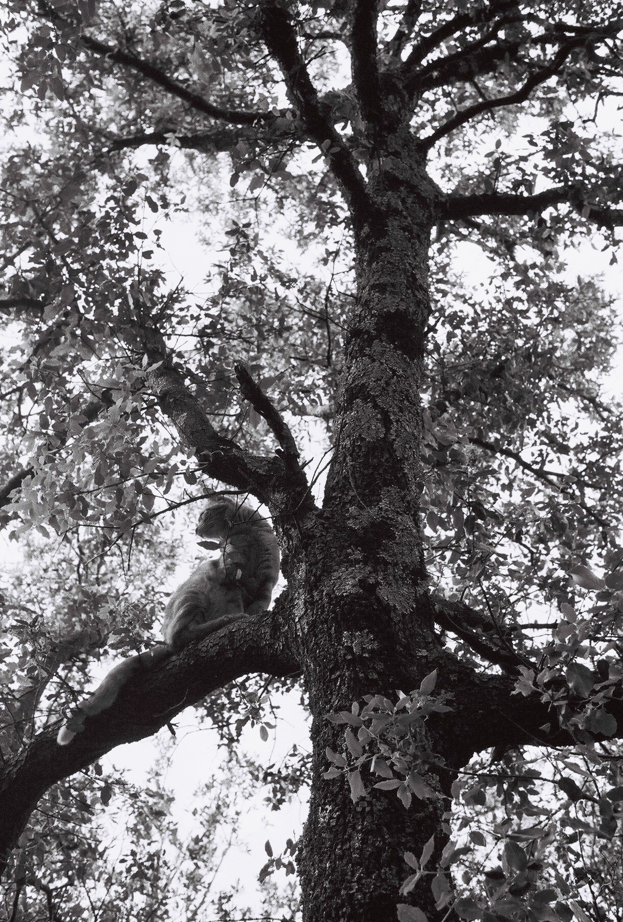 Près d'Alès, France, 2020.