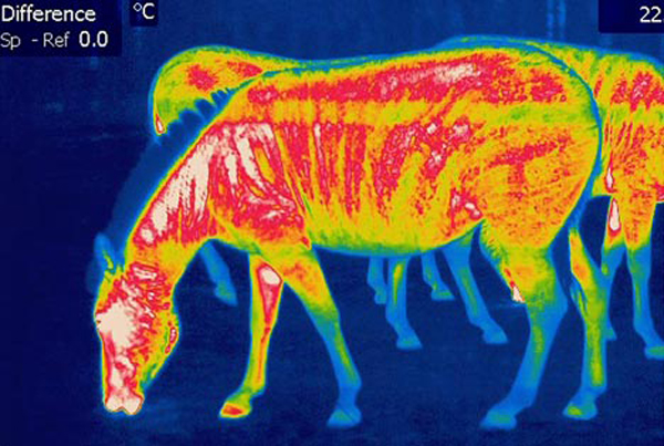 Thermogram of a Zebra