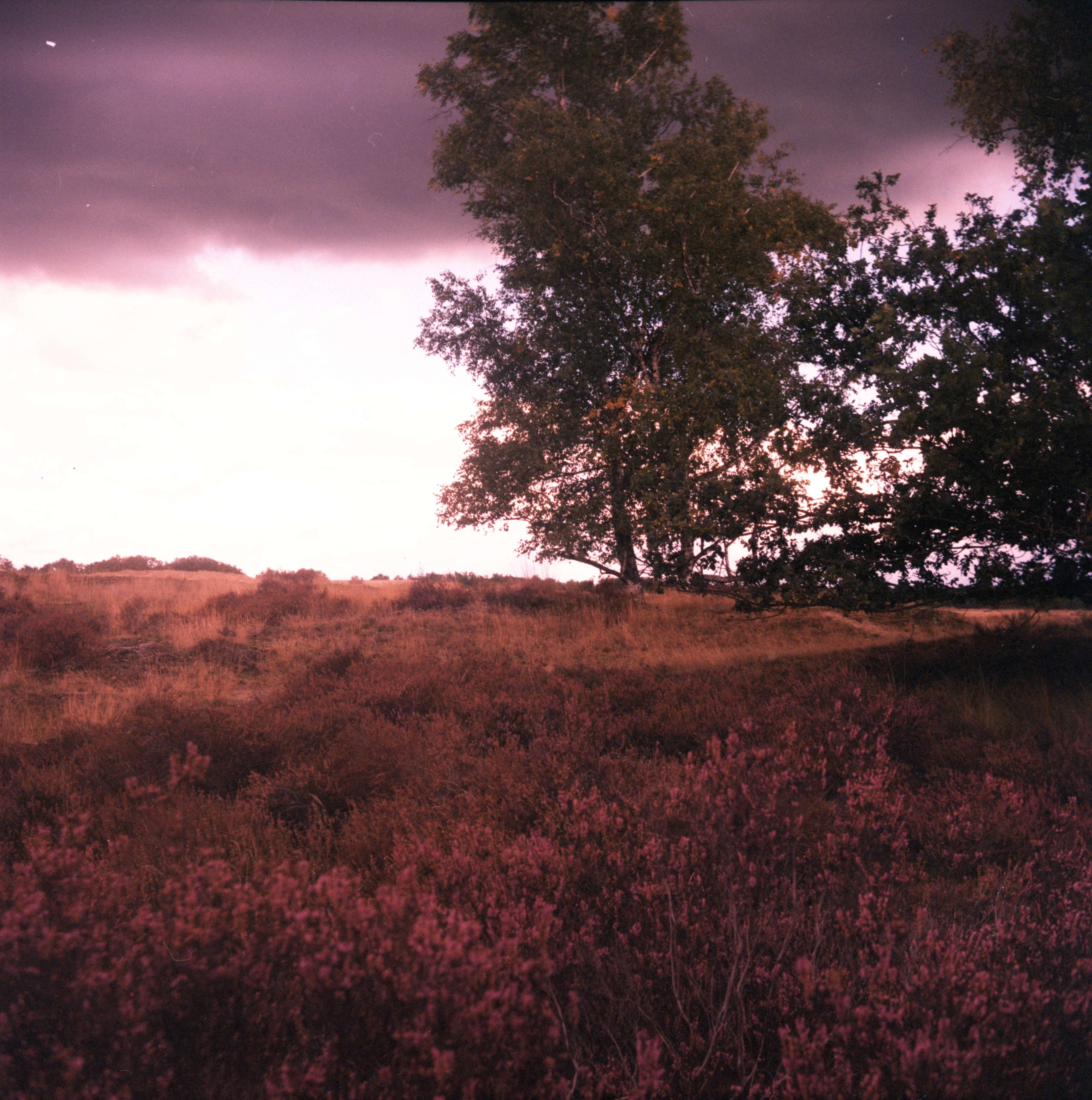 Dutch Landscape, 2022