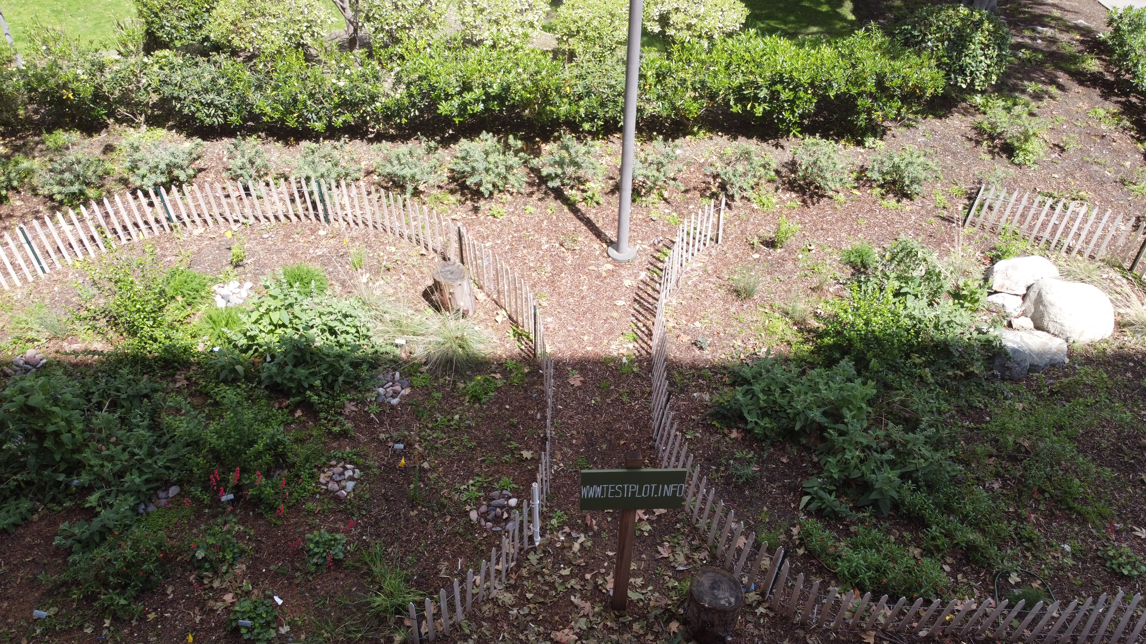 vertical mulch test (L) control plot (R)