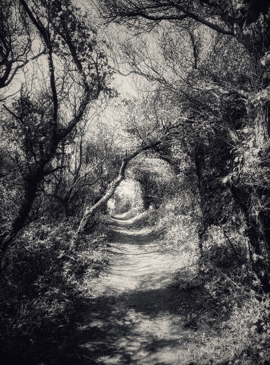 Wild Garlic and Ferns (Ecclesbourne Glen, Hastings, May 2023)