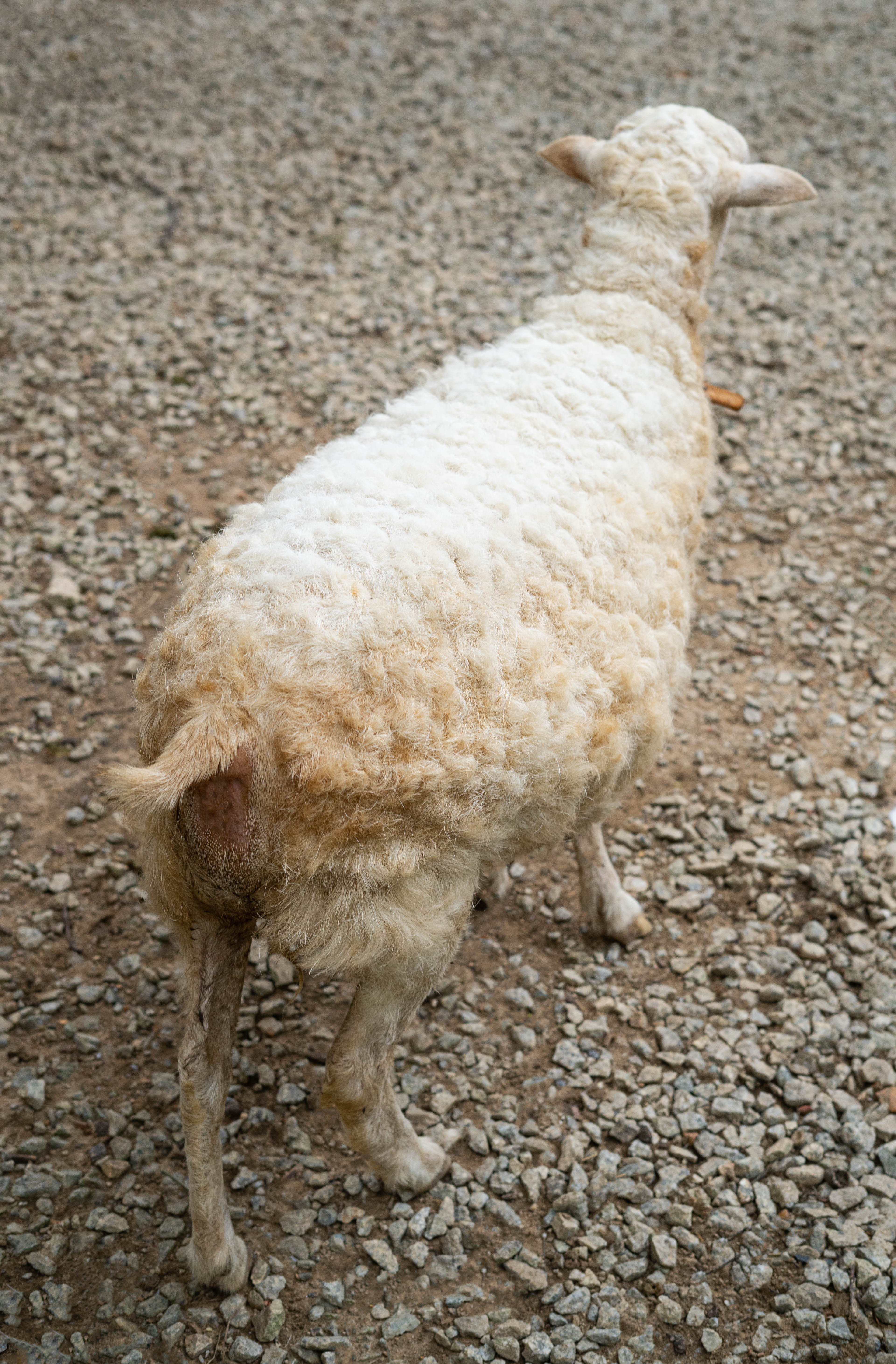 Sheep 02, Memory / Time Machine (2021)