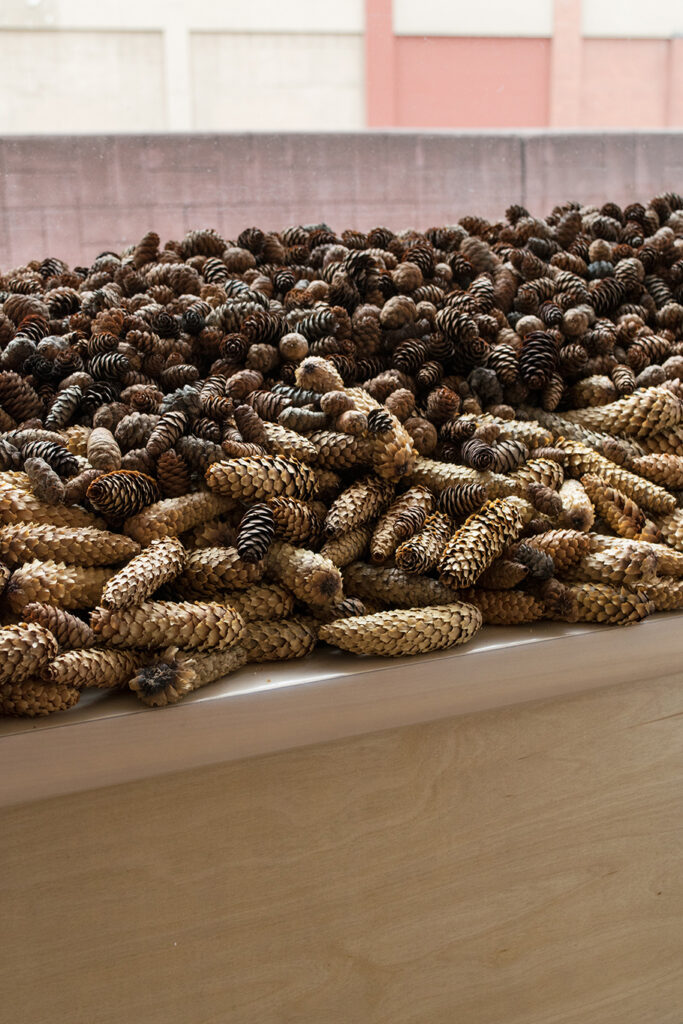 Pictured: Hundreds of pinecones on a window ledge.