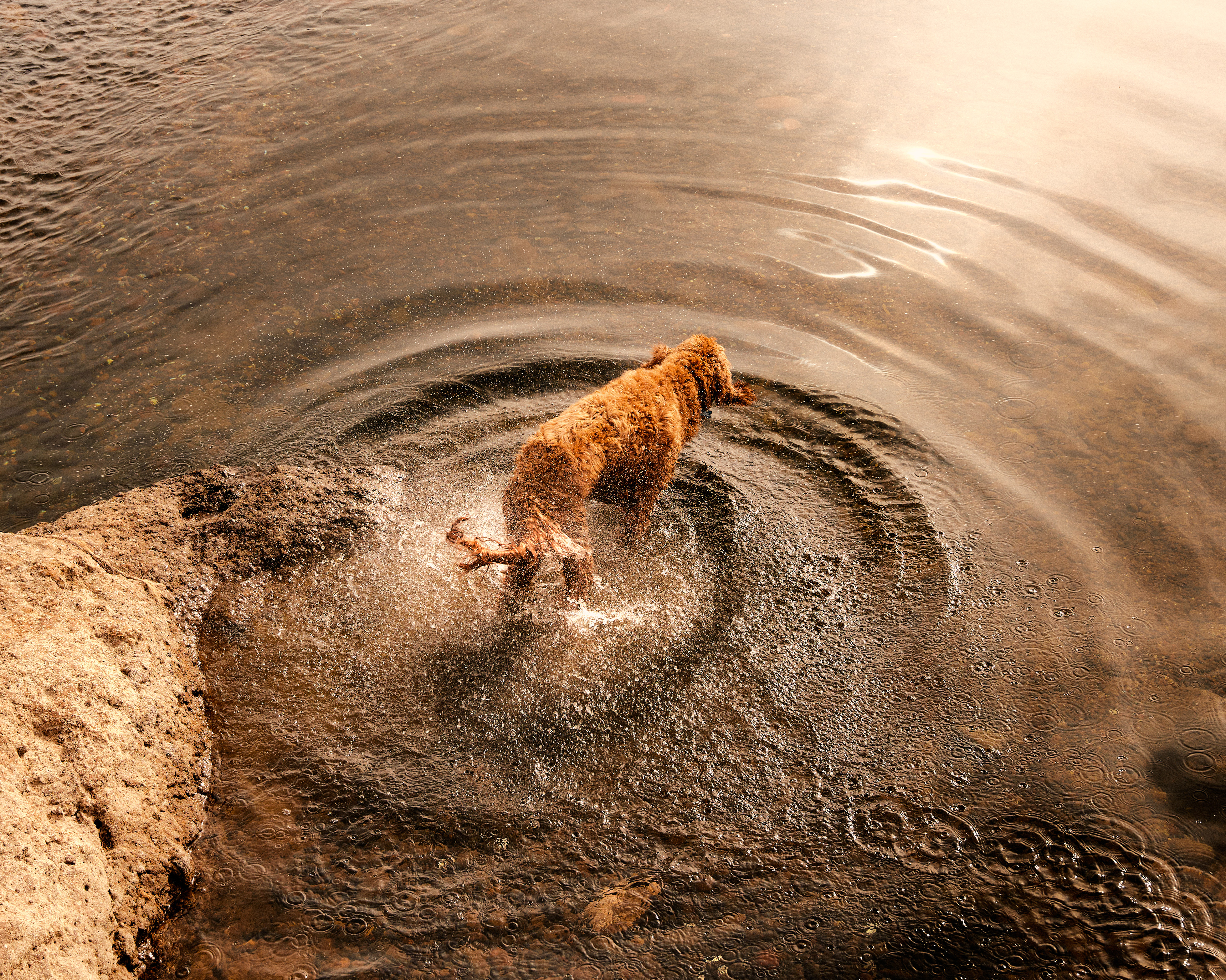 Photograph of a dog in a lake shaking his fur dry