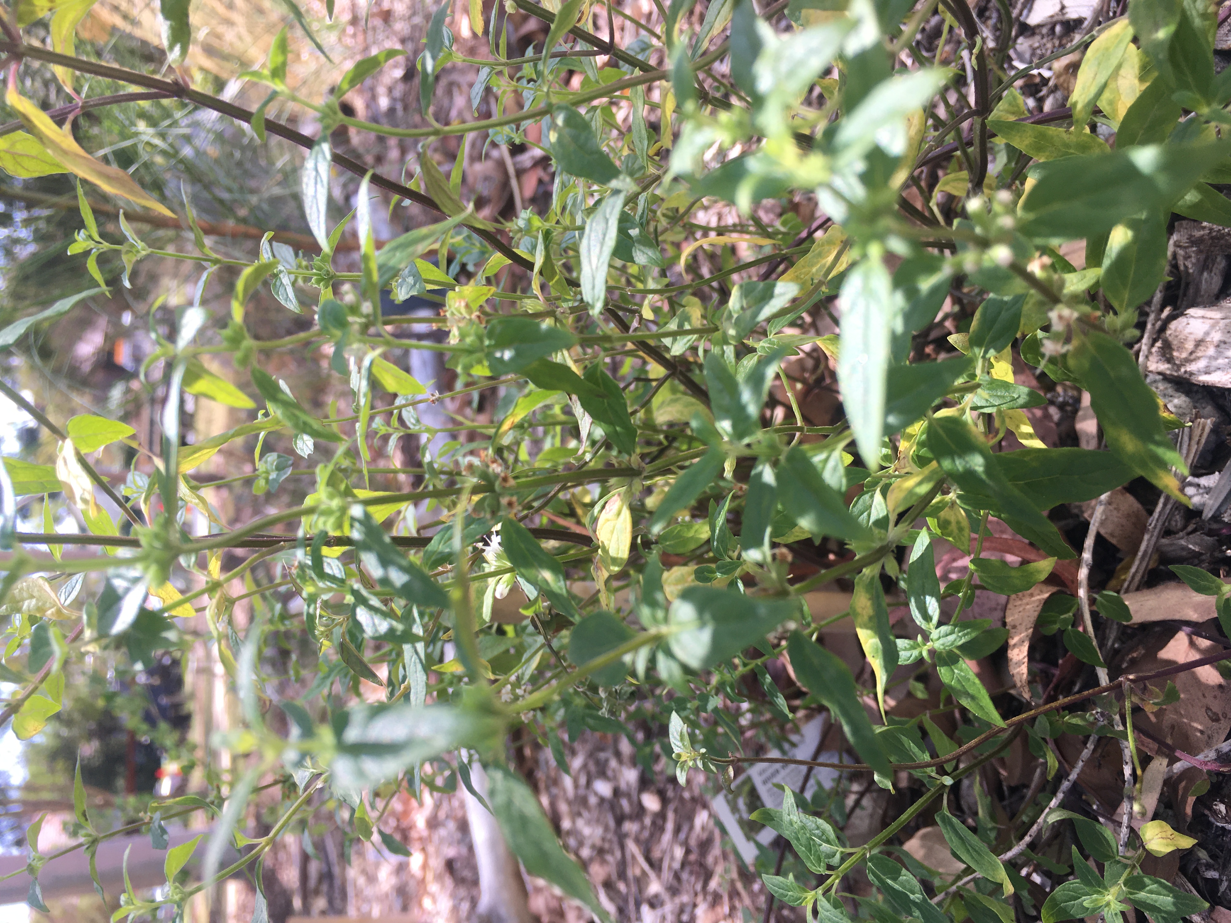 metha australis (river mint)