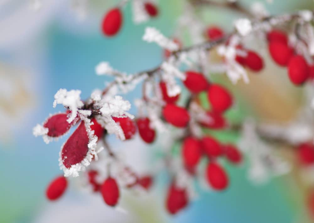 Nr. 174 Heckenberberitze