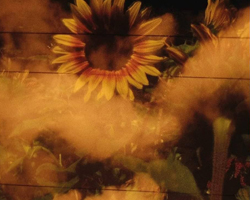 #04 EL JARDÍN EN LA MÁQUINA: VARIACIONES DE UNA PRIMAVERA PERDIDA