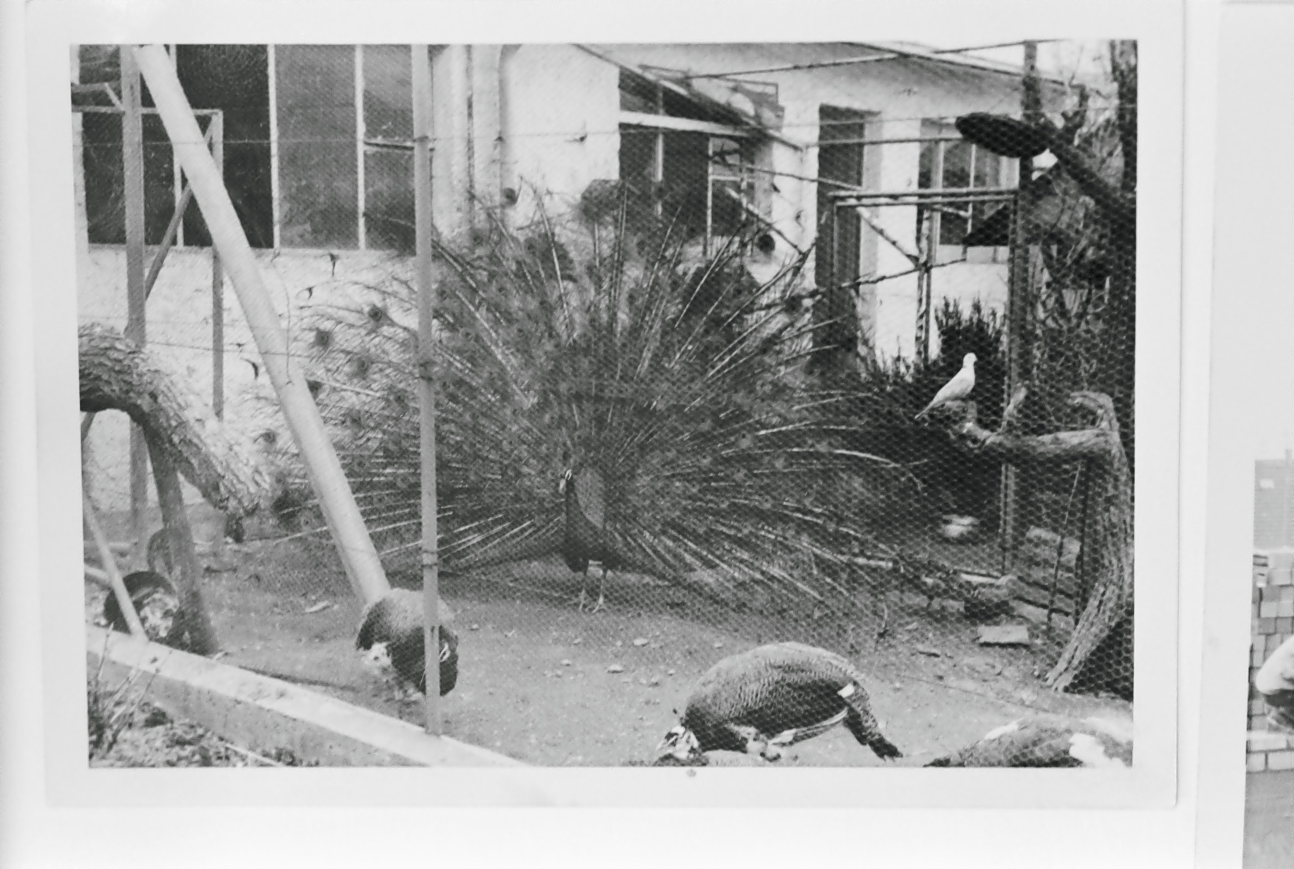 Bild 1989, Handabzug, 2012, Barytpapier, 18,5 x 27,5 cm