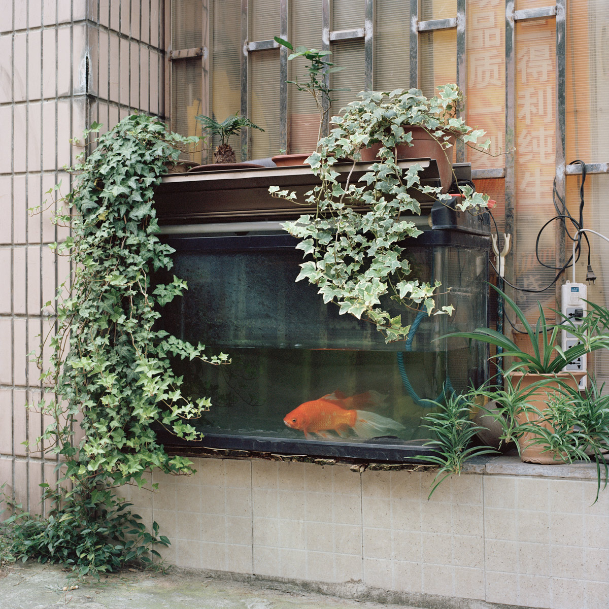 Shanghai Longtang III, 2014