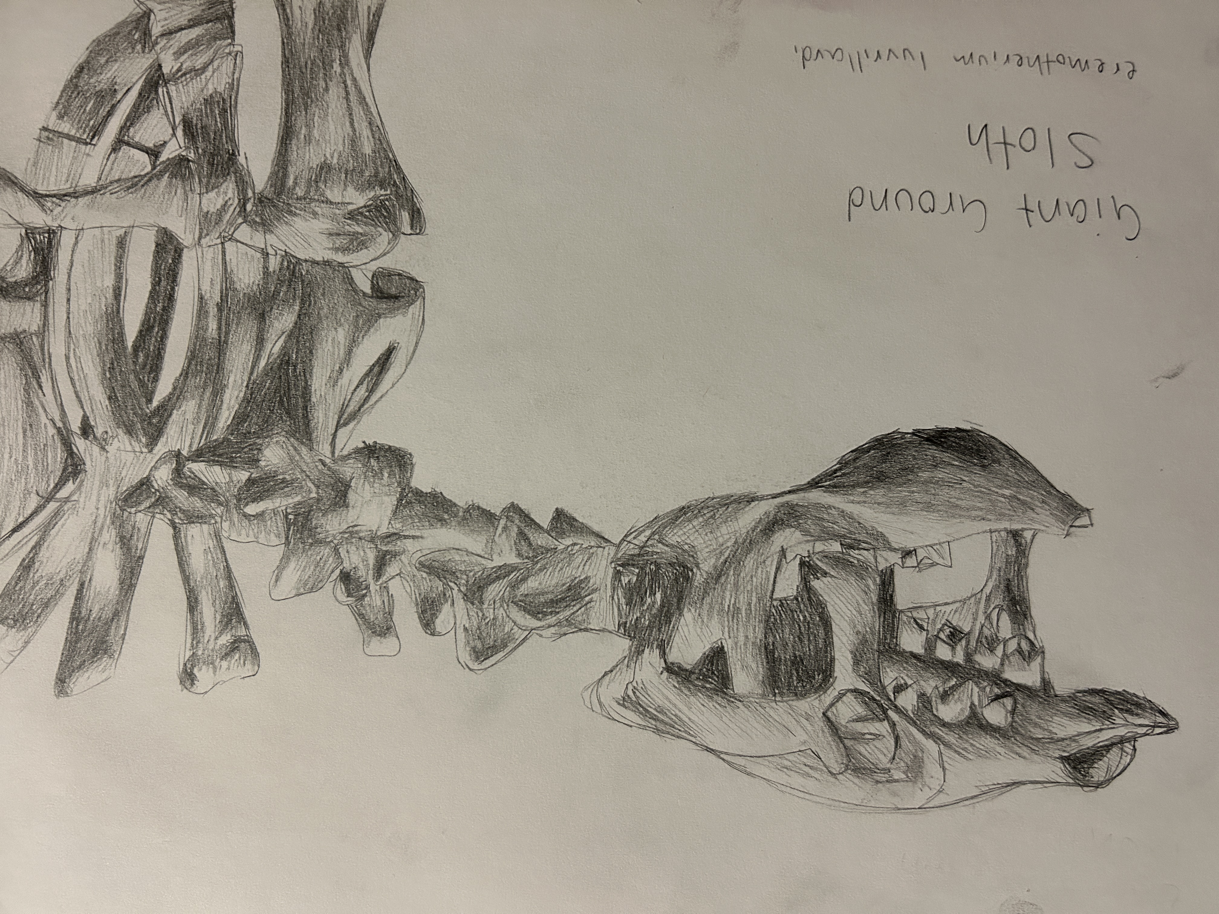 giant sloth study, graphite on paper, 11x15, 2023