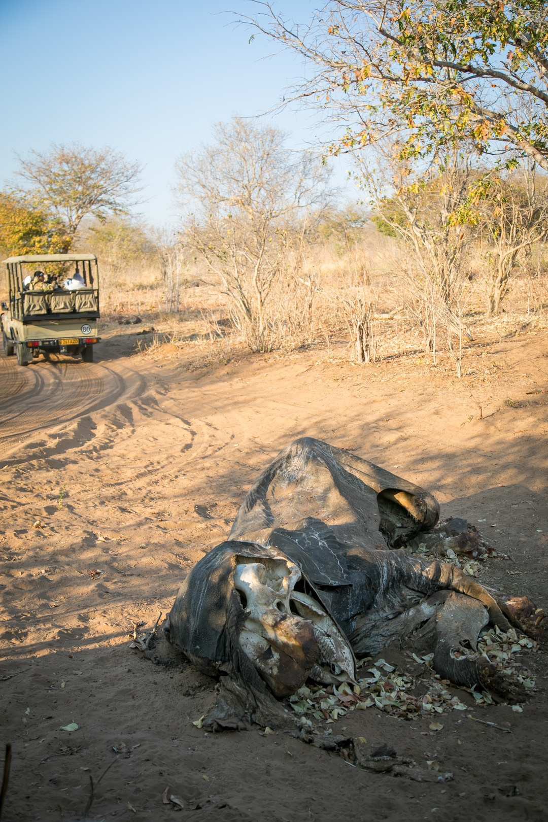 Elephant Carcasses are left untouched where they died in the middle of the road- all of its organs eaten by other animals, a beautiful natural give back cycle of the food chain" 