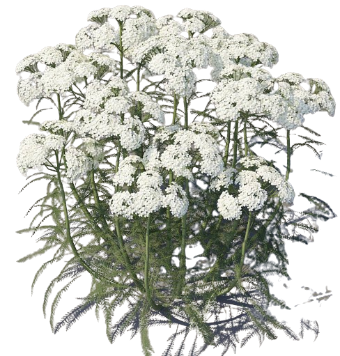 Ай ну люлі