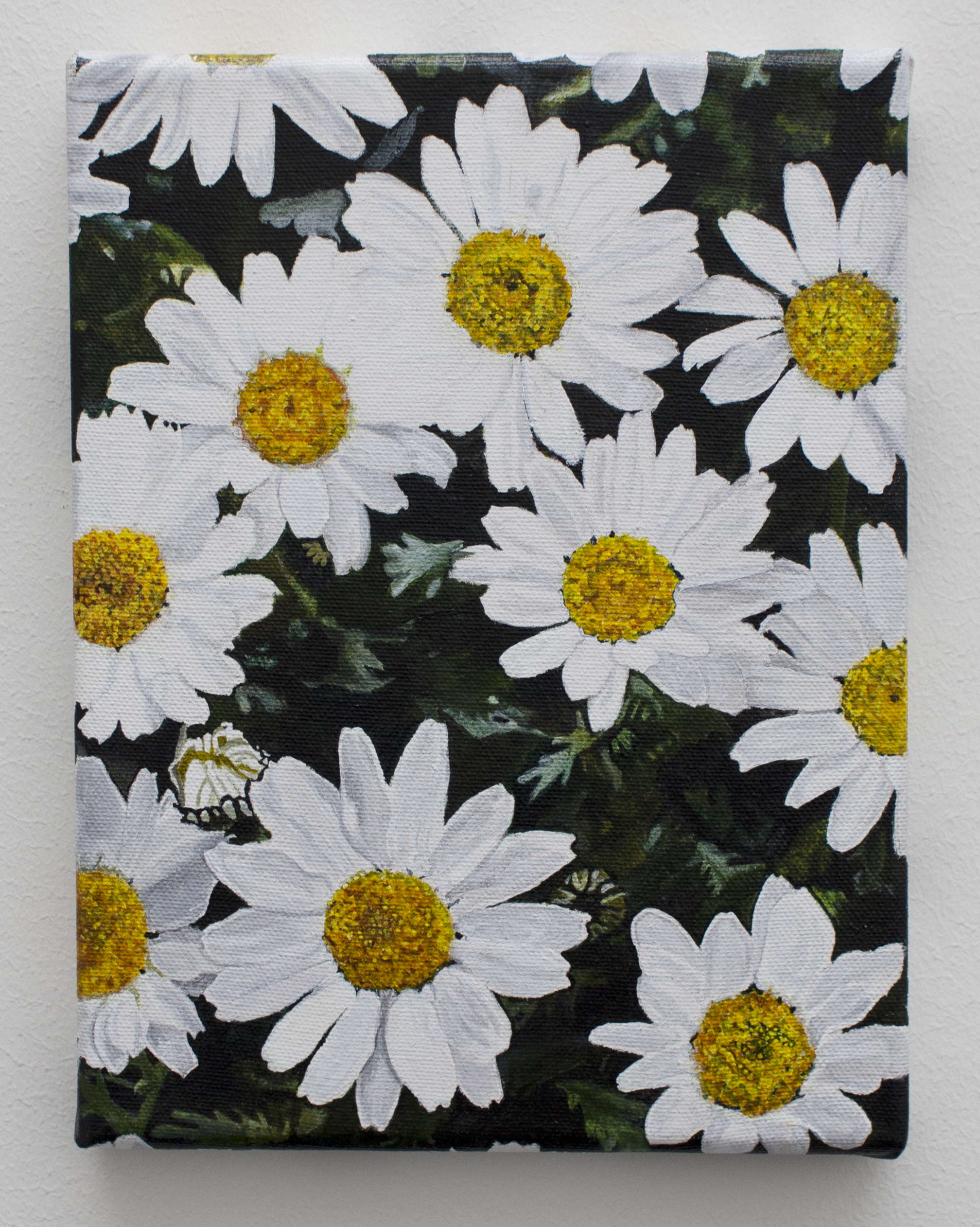 "Argyranthemum frutescens / Leucanthemum paludosum", 2021,  acrylic on canvas, each 24 x 18 x 2 cm, installation dimensions variable