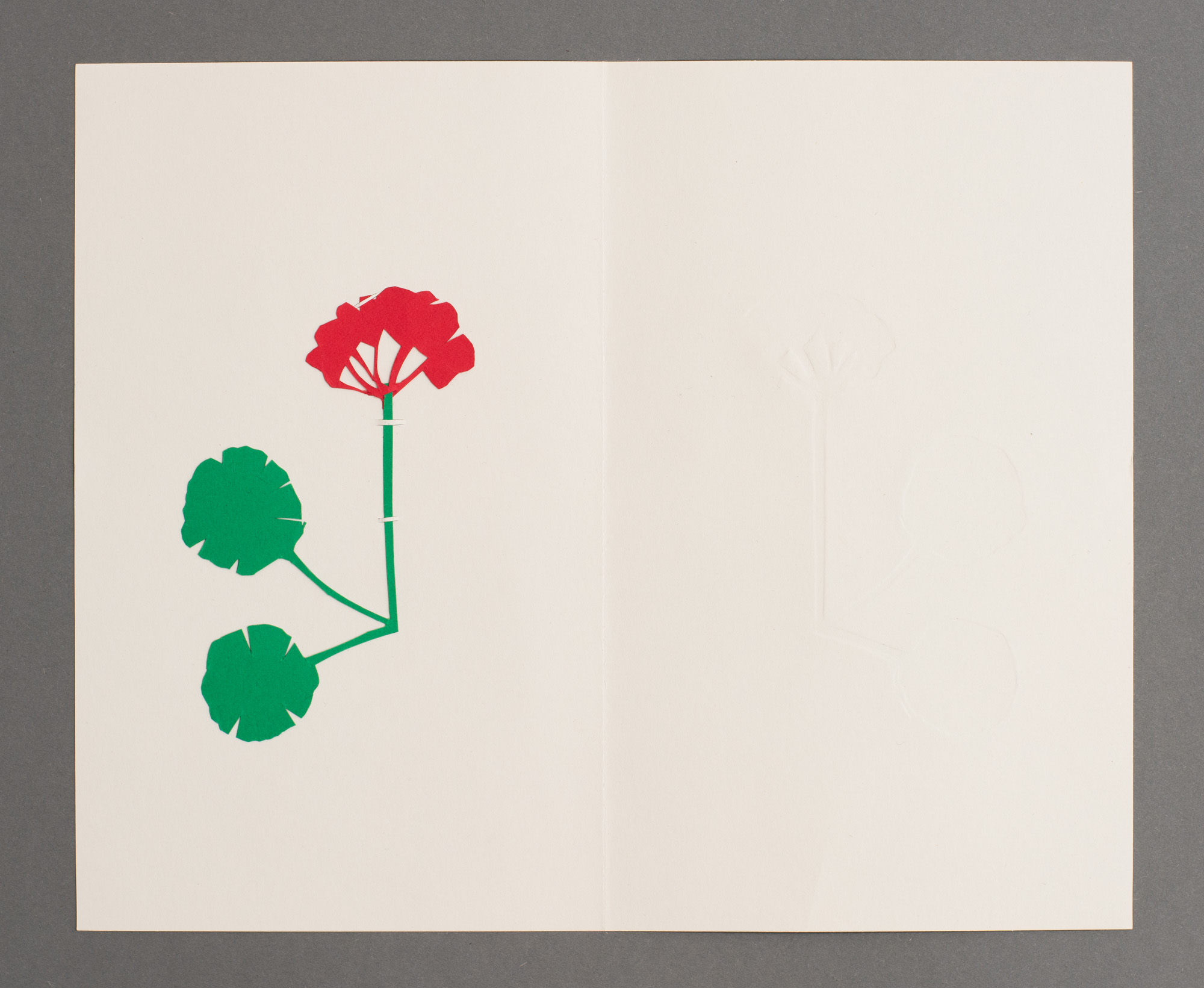 Pelargonium, لقلقي, פלרגוניום