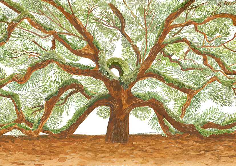 Angel Oak Tree for Fare Magazine