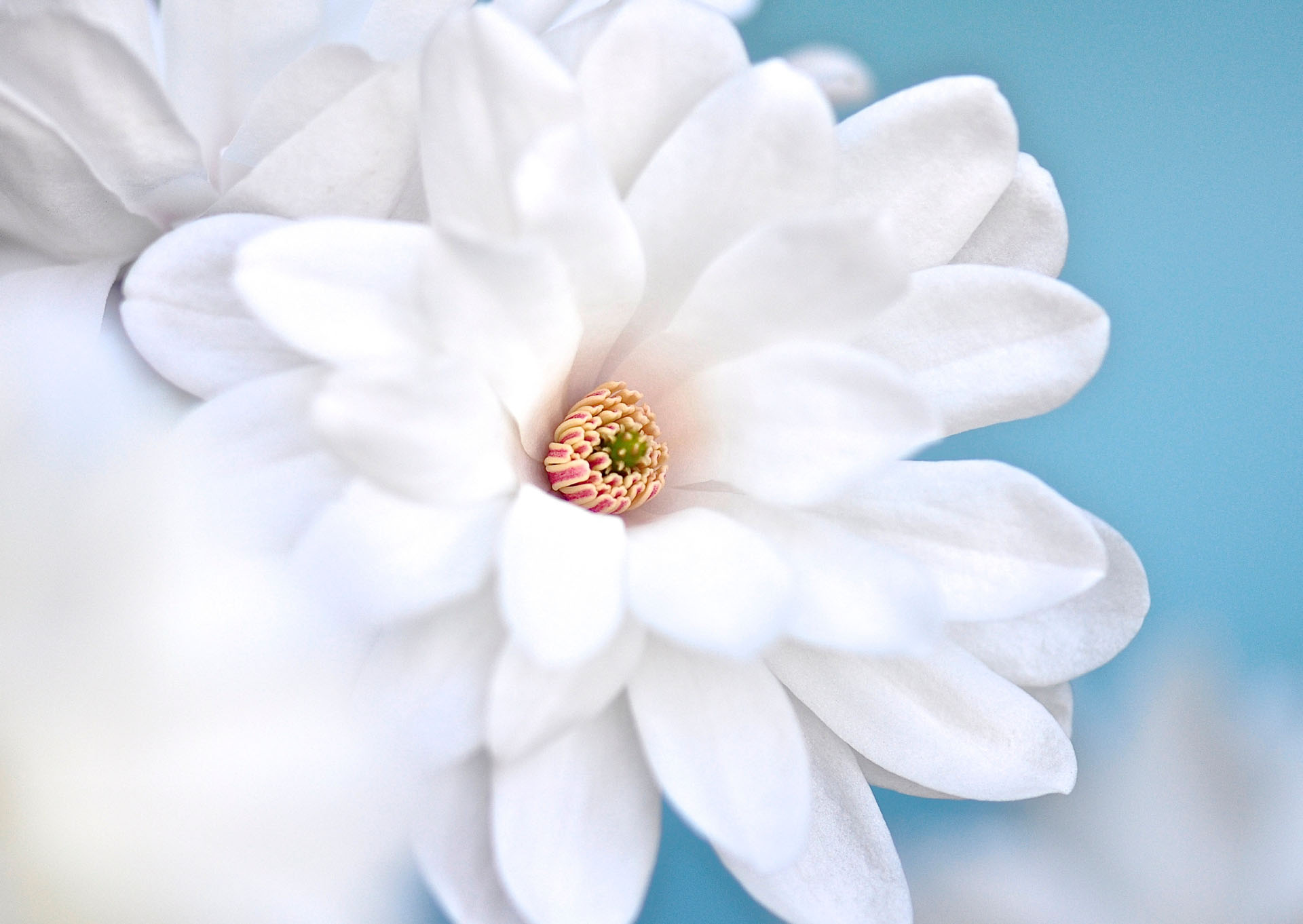 Nr. 256 Magnolia stellata / Sternmagnolie