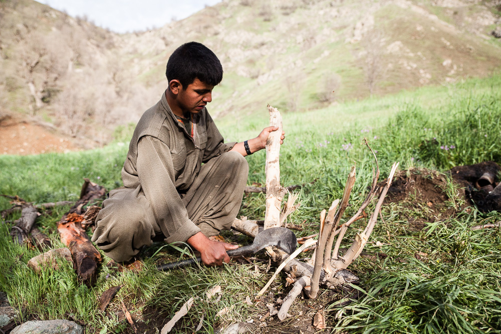 Corv&eacute;e de bois matinale