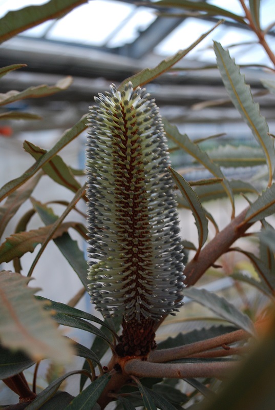 Banksia - Iiduka Flower Plants