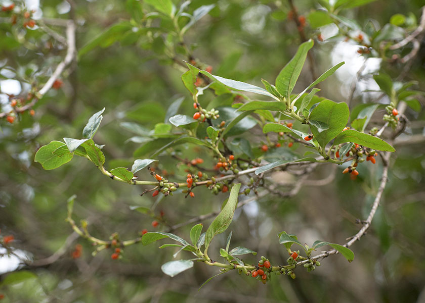 Karamu, Coprosma robusta Raoul. CC BY 4.0. © Te Papa (SP088783)