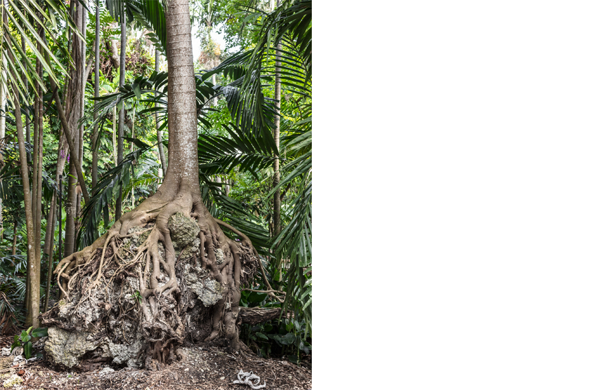 Roots, 2017. Archival pigment print 40 x 32 inches. Edition of 5.