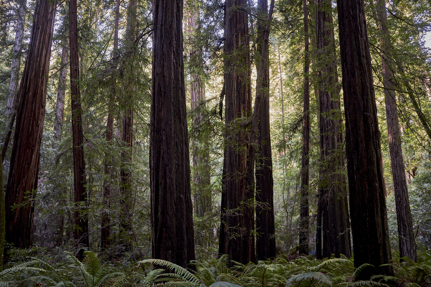 2019 Armstrong Redwoods State Natural Reserve California