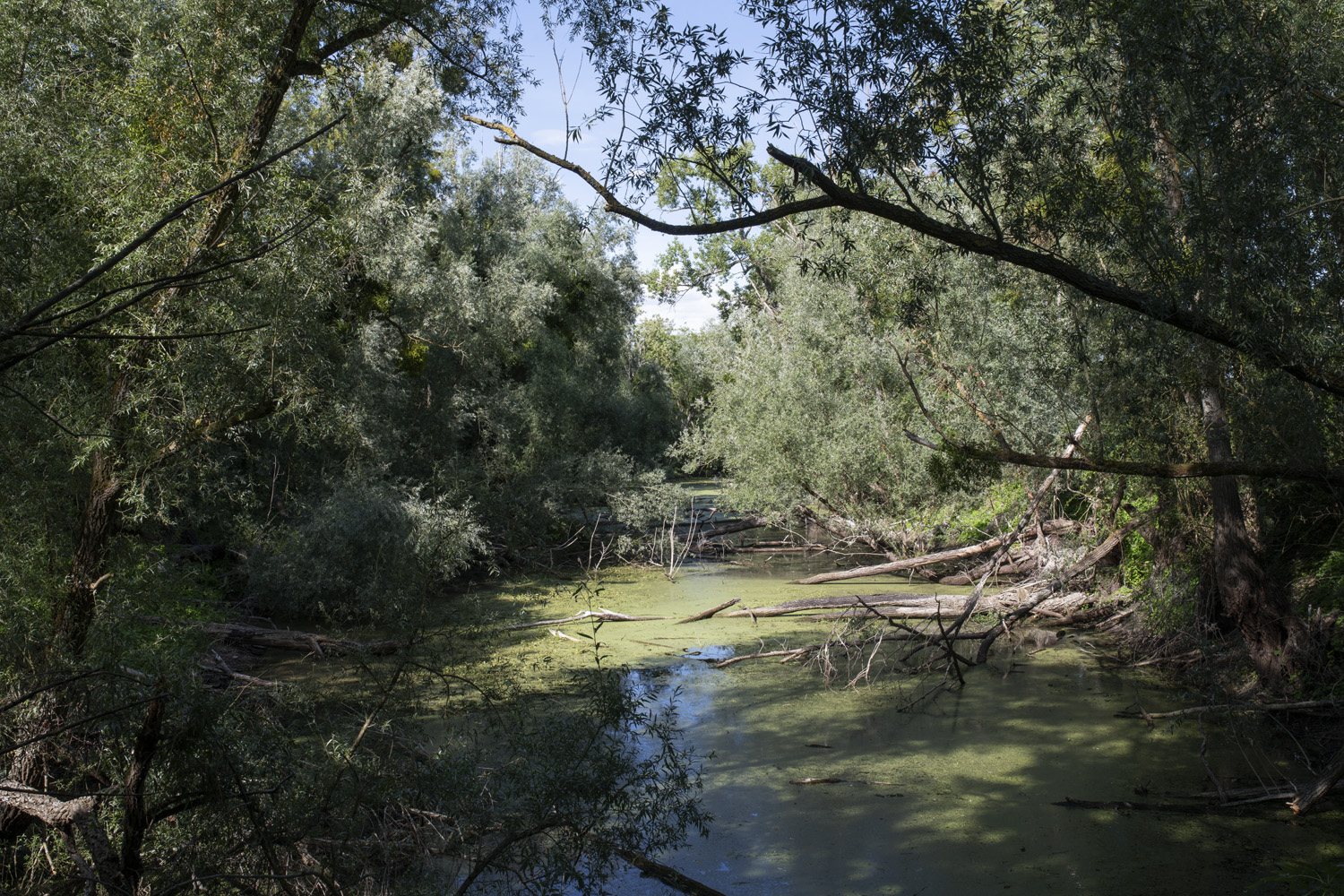 Mousseaux-sur-Seine, bras mort